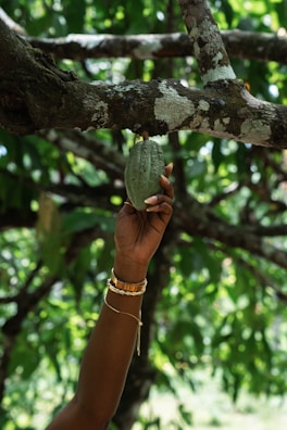A person holding a piece of fruit up in a tree