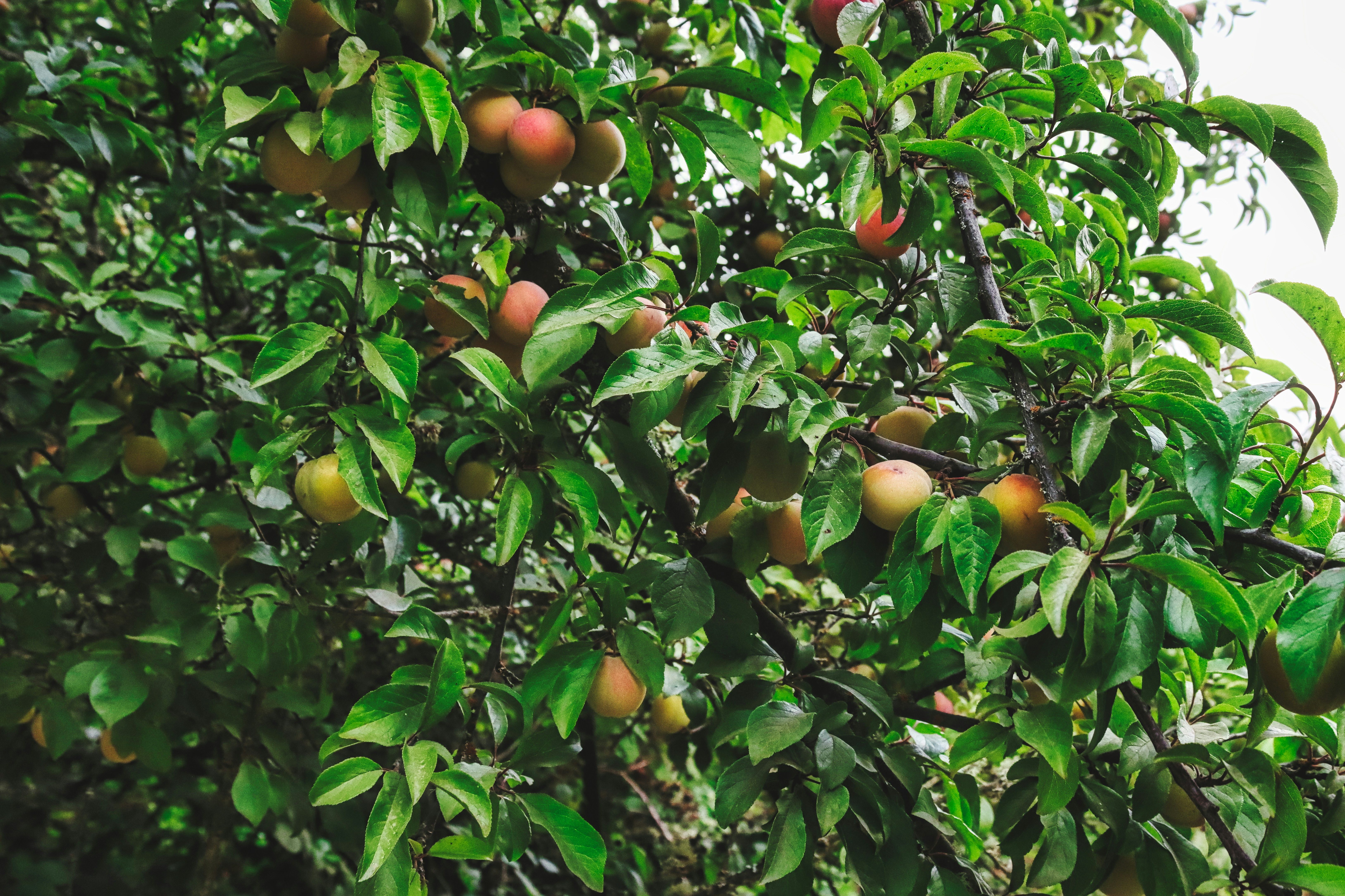 Photo by davidjboozer