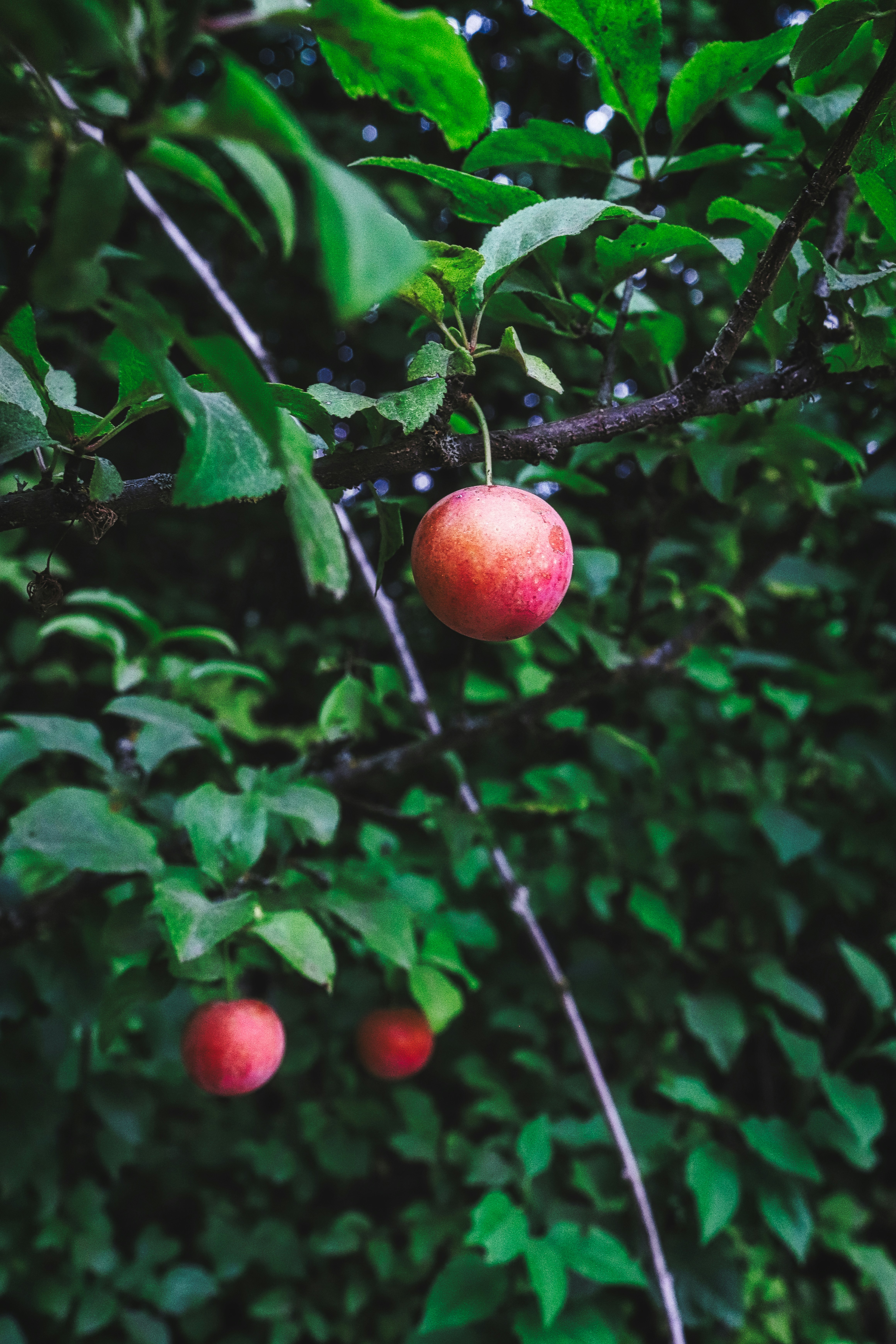 Photo by davidjboozer