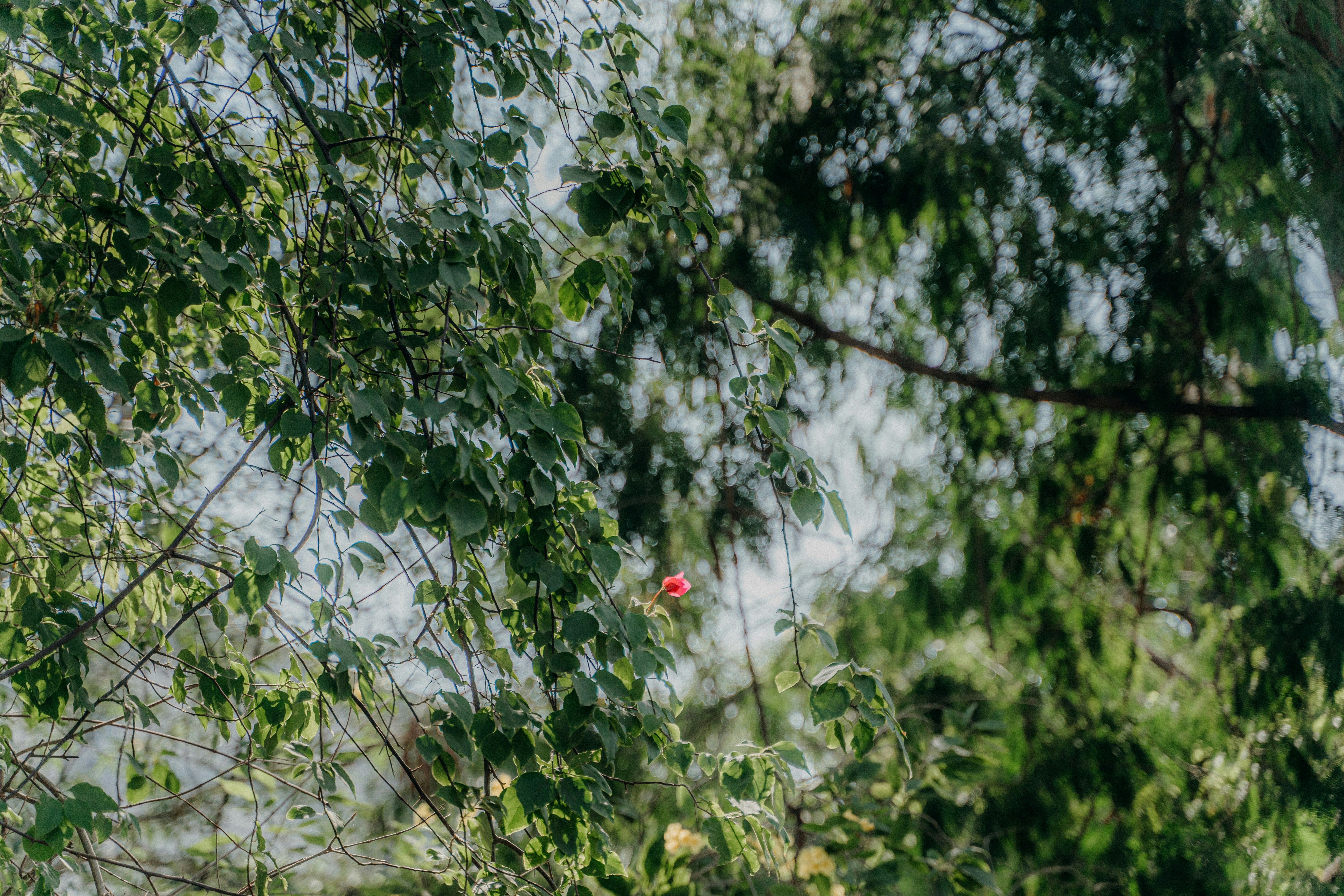 Photo by dev_makwana