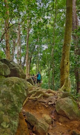 A person standing on a rock in the middle of a forest