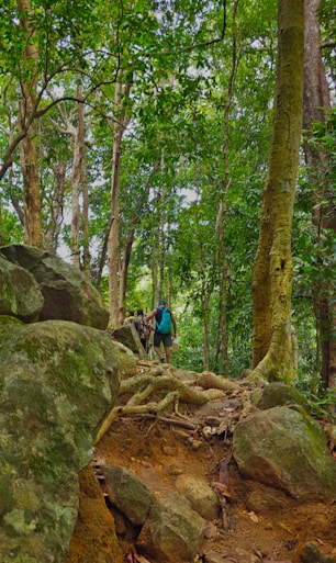 A person standing on a rock in the middle of a forest