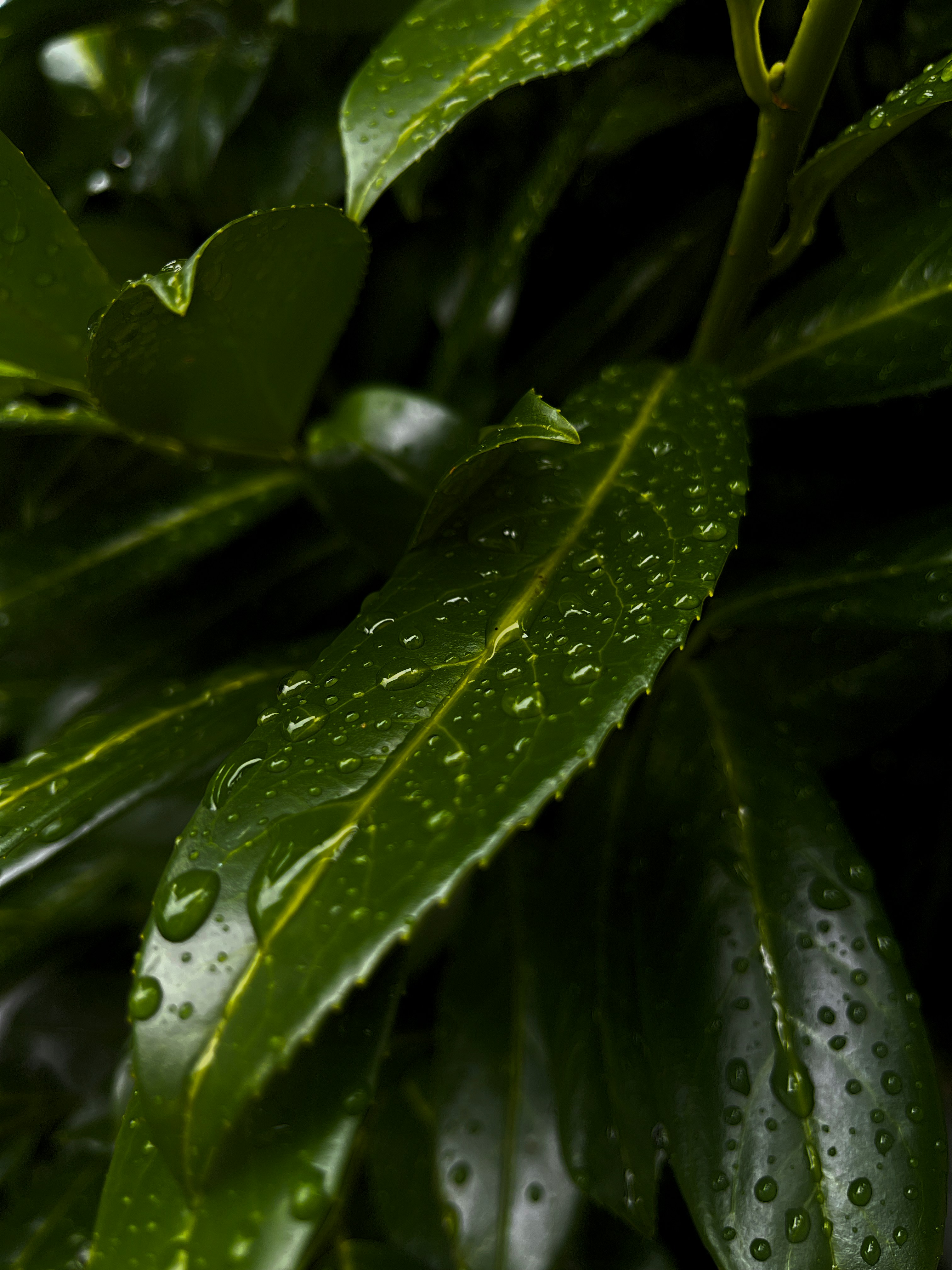 Photo by romanvolkov