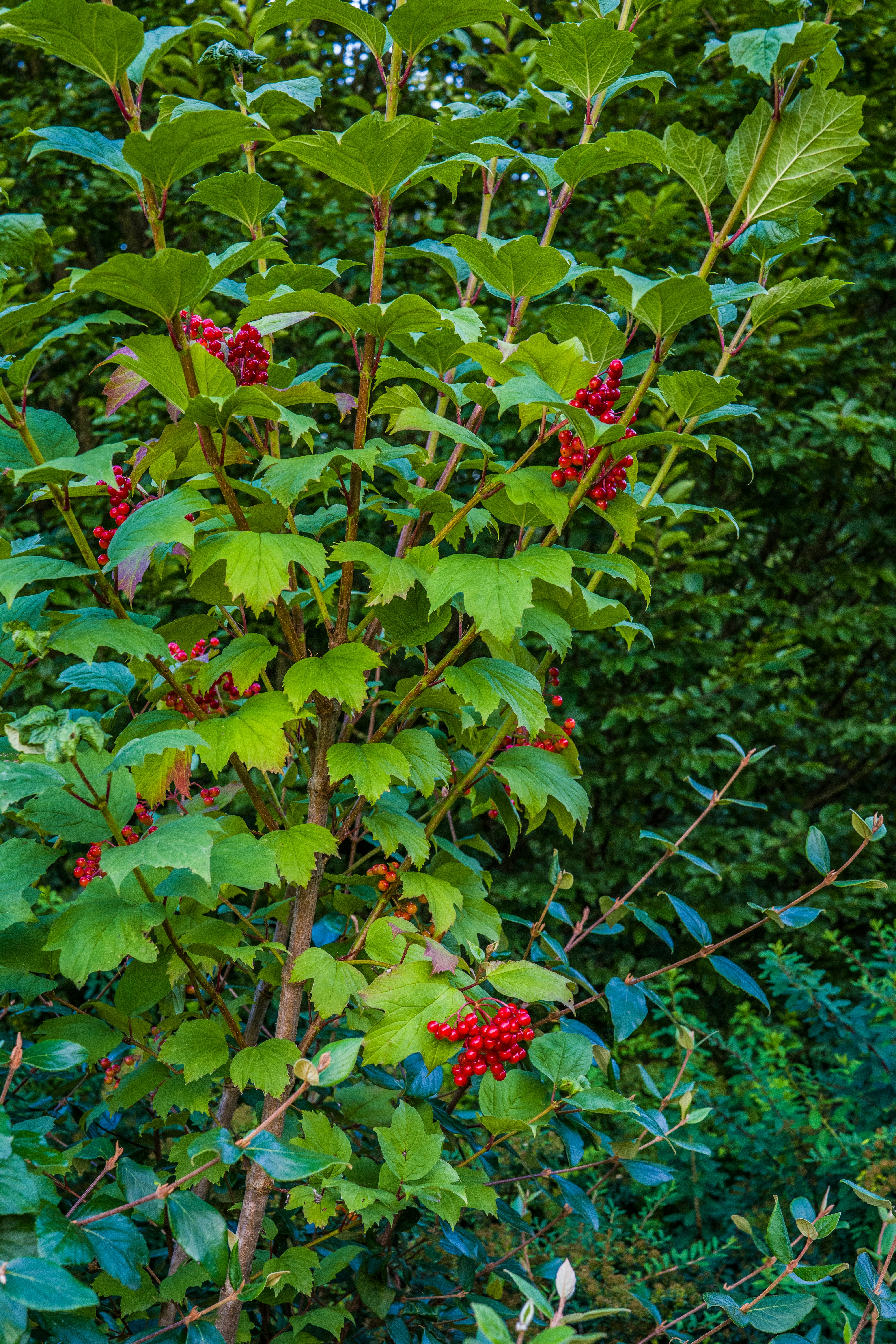 Autumn Olive: The Deceptive Fruit Bearer (image credits: unsplash)