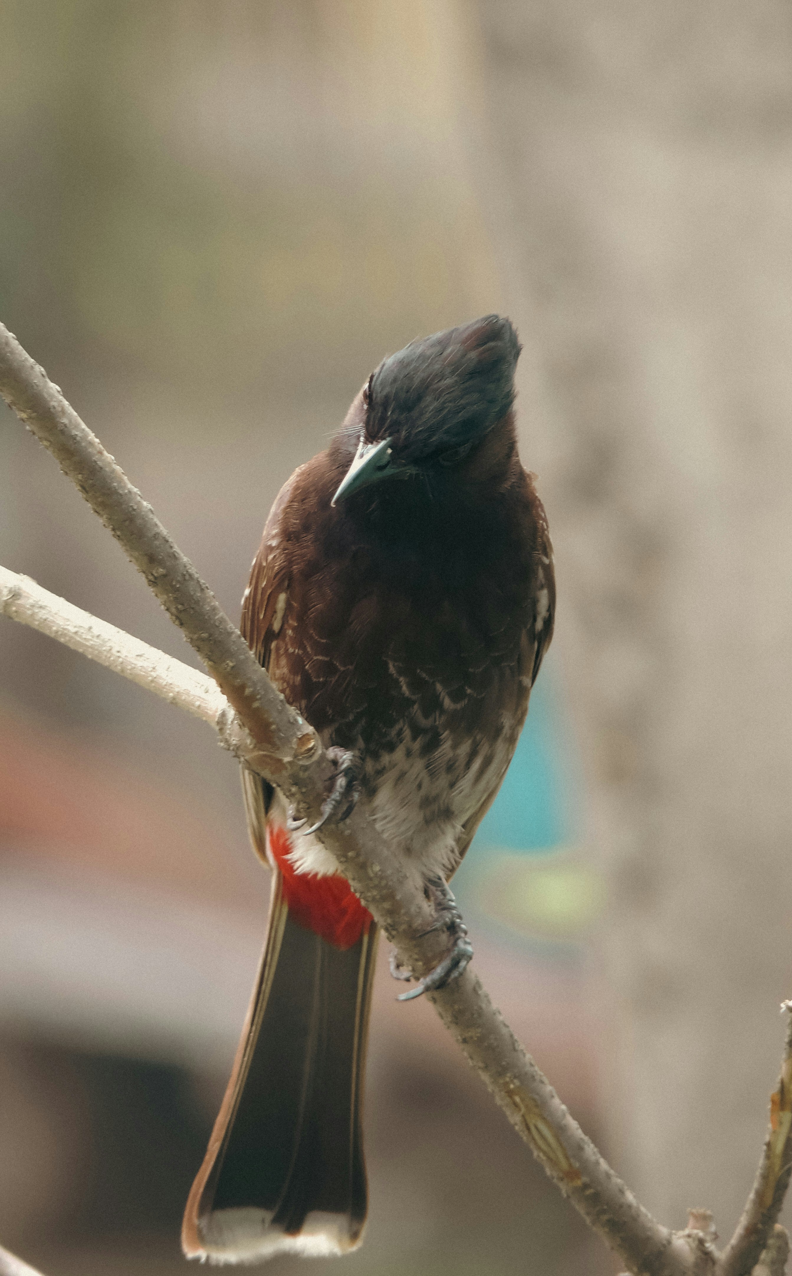 Photo by monoswita29