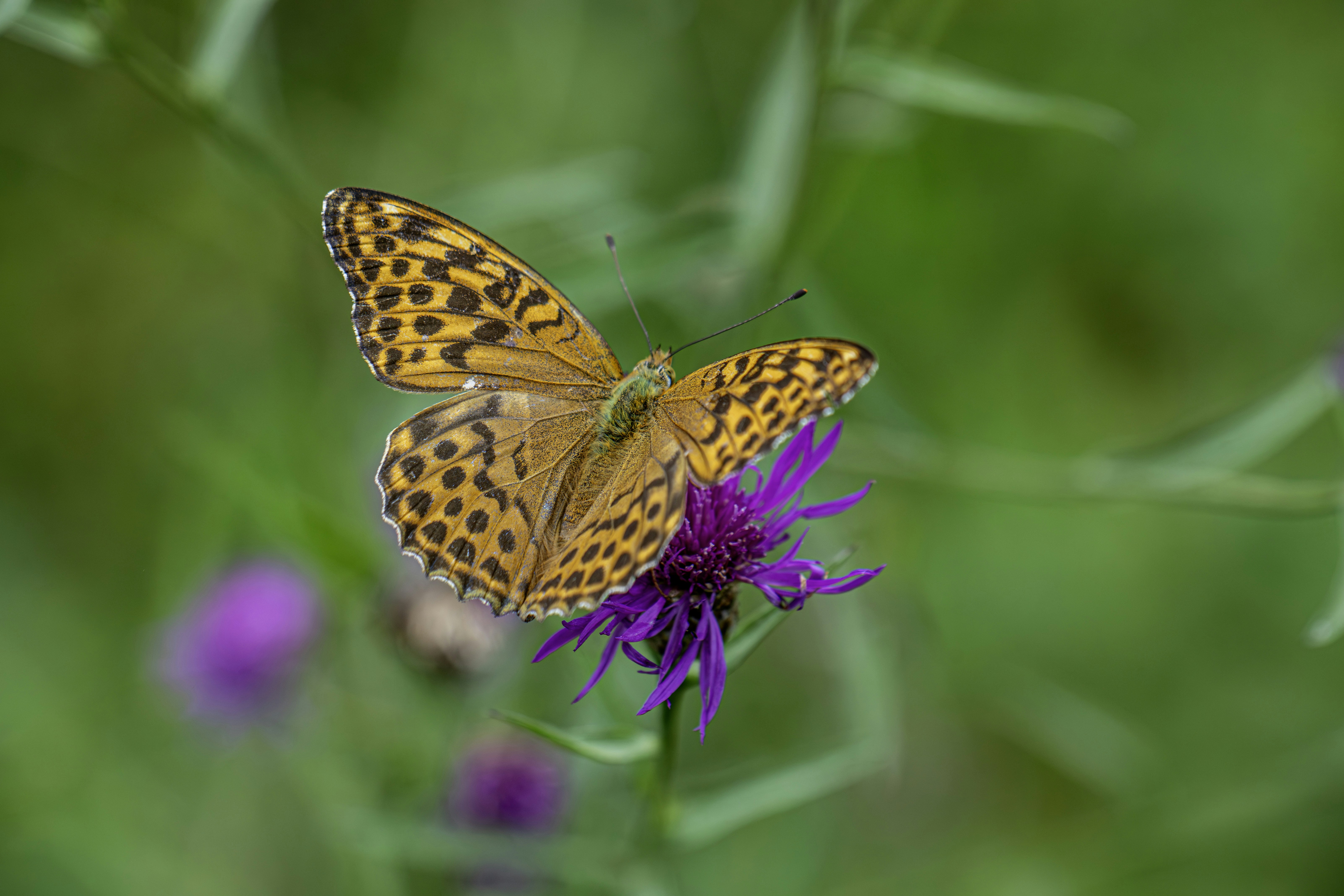 Photo by erik_karits