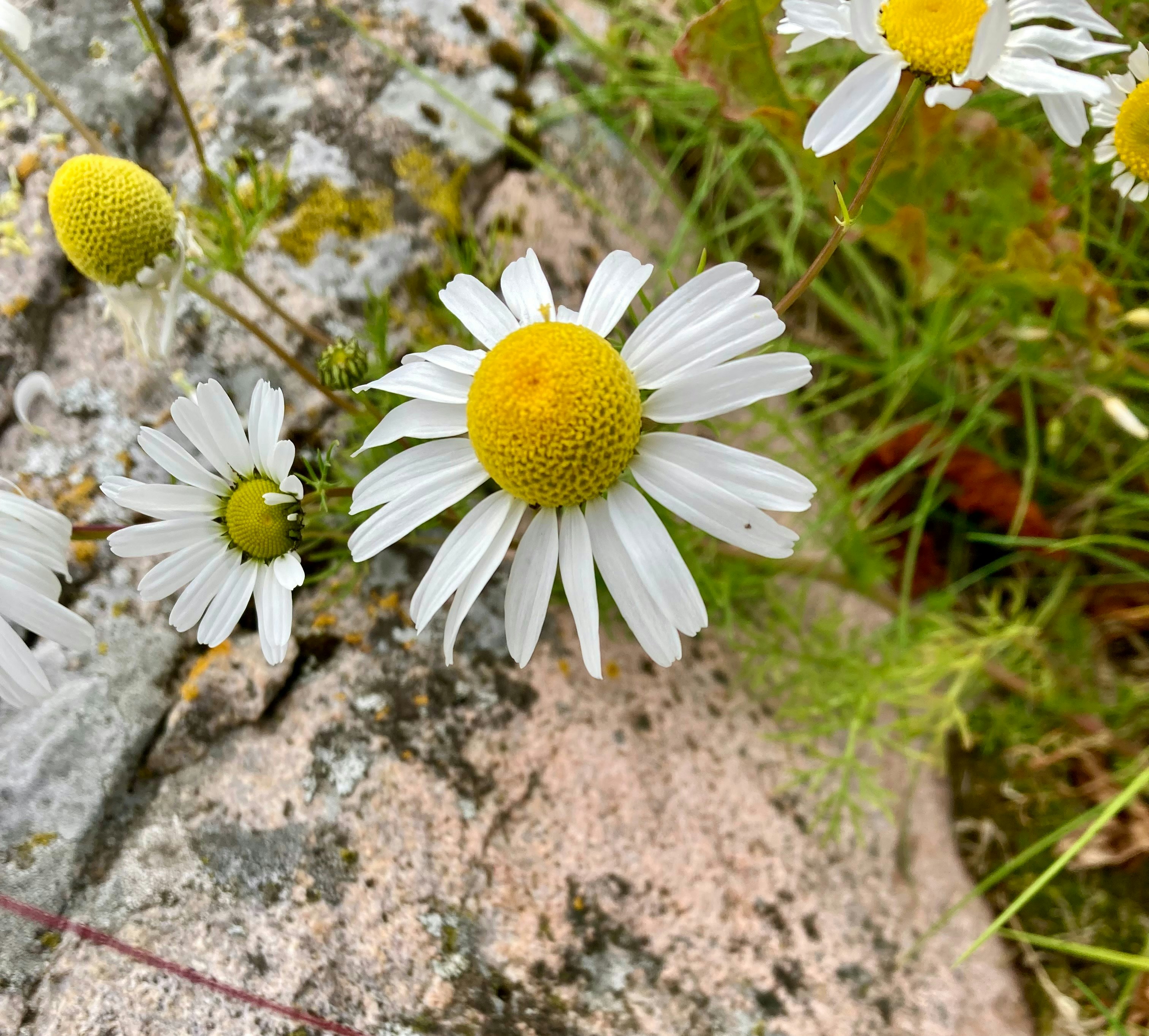 A group of daisies growing out of a rock photo – Free Flower Image on ...