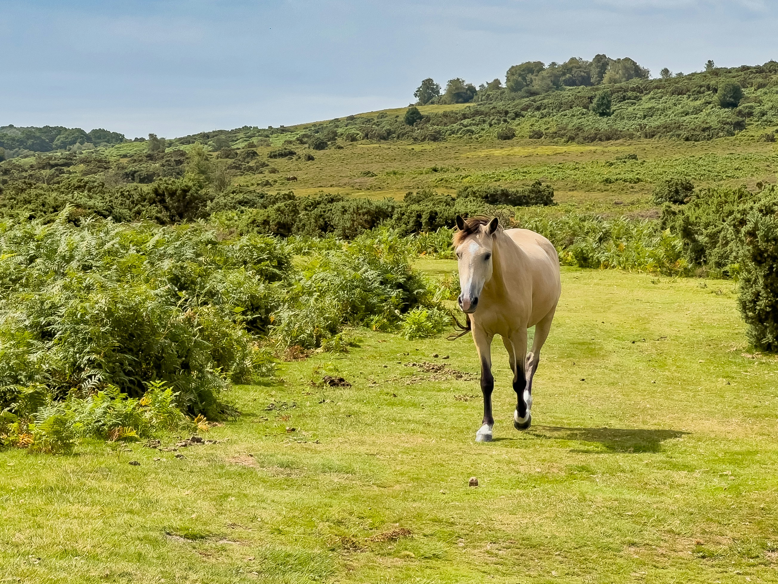 A horse walking through a lush green field