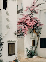 A white building with a pink tree in front of it