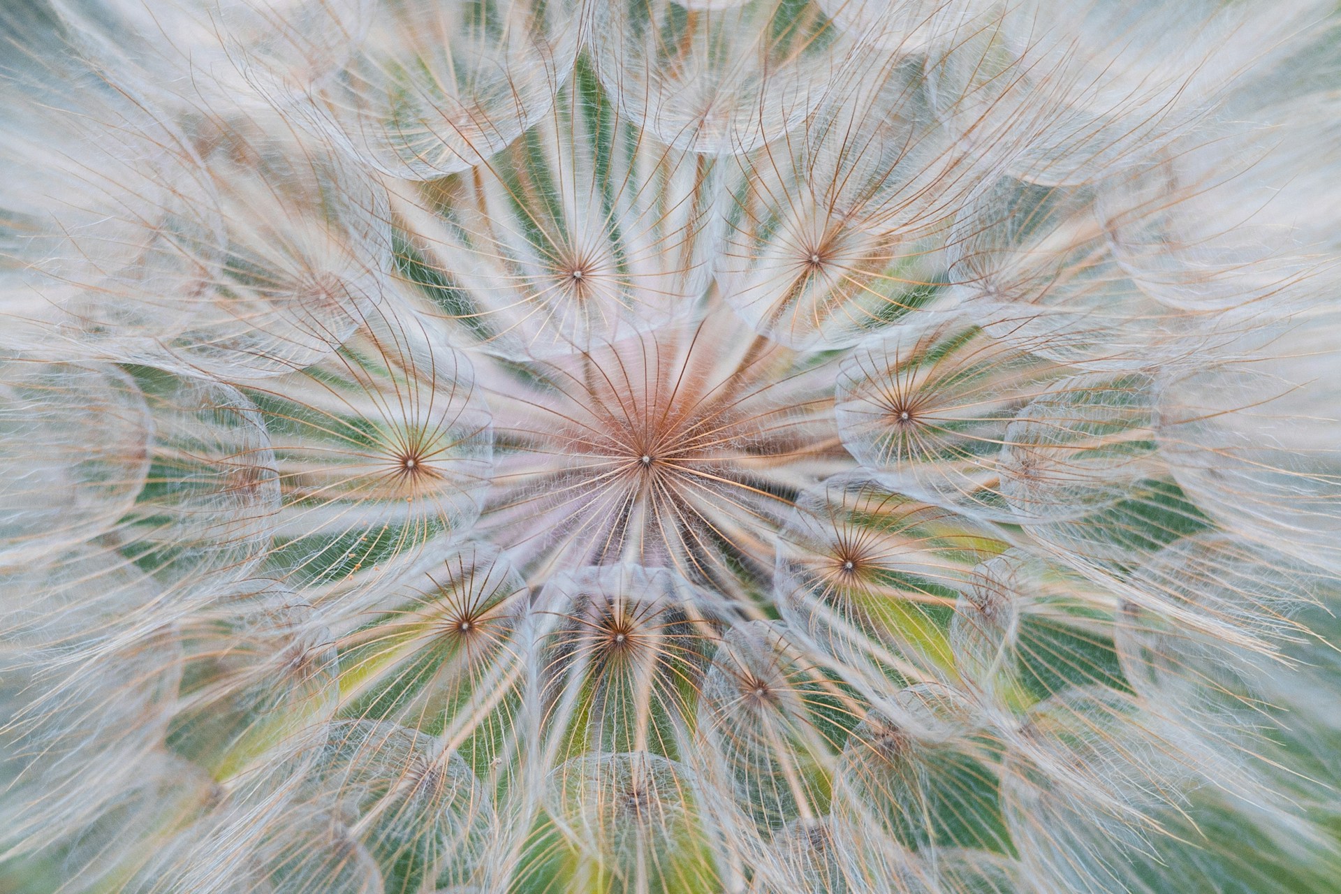 A close up of a dandelion with a blurry background