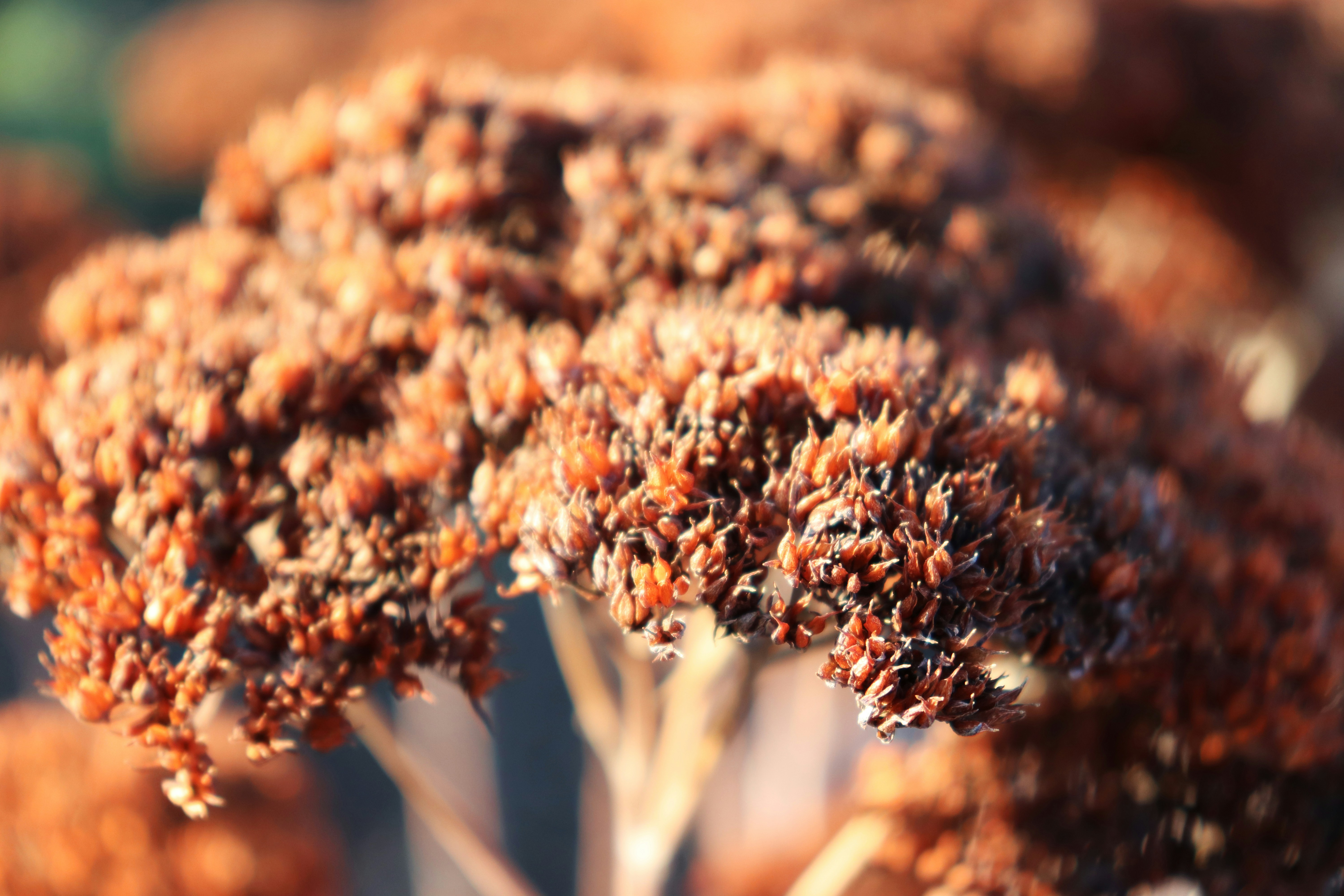 A close up of a bunch of broccoli florets