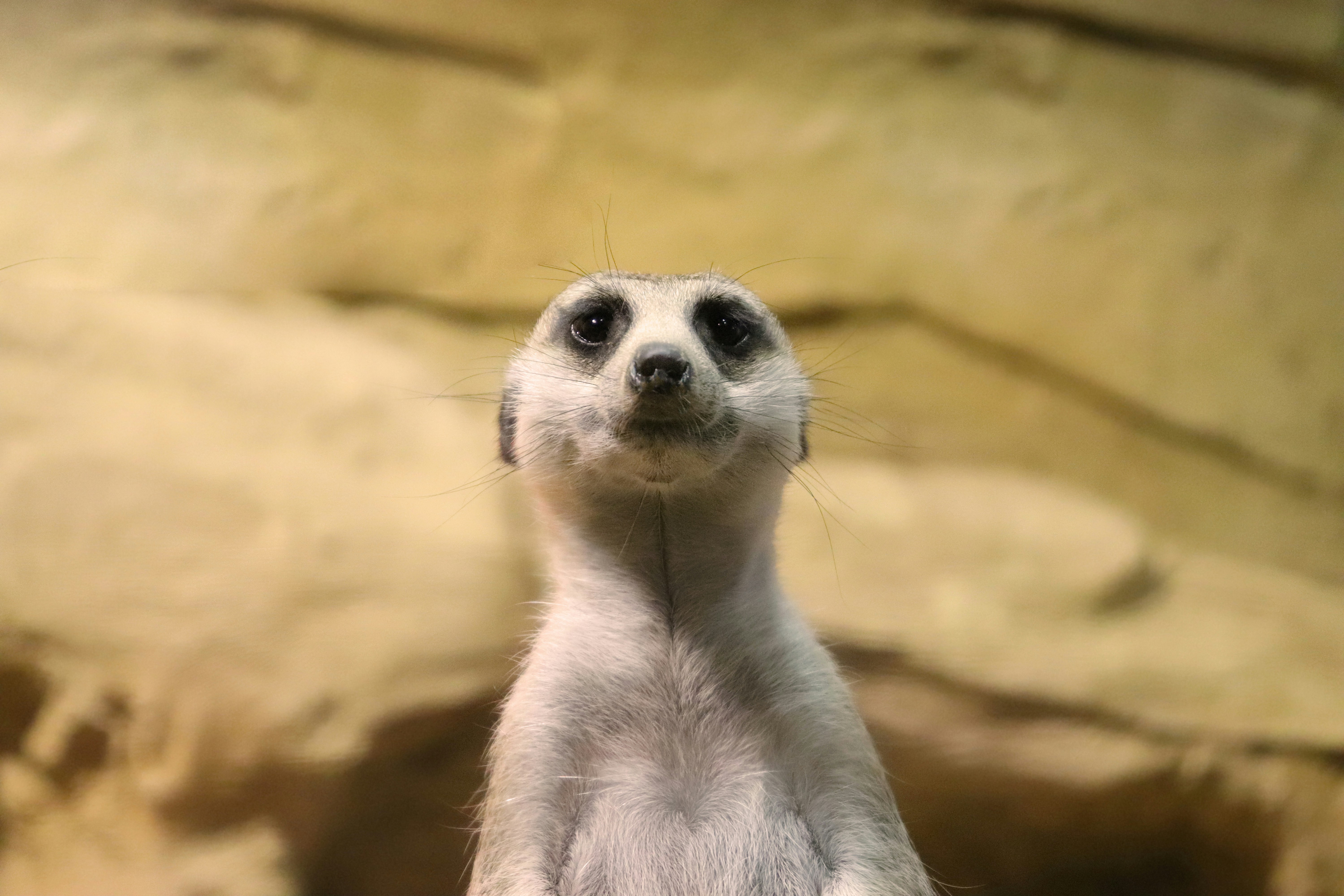 A close up of a small animal on a rock