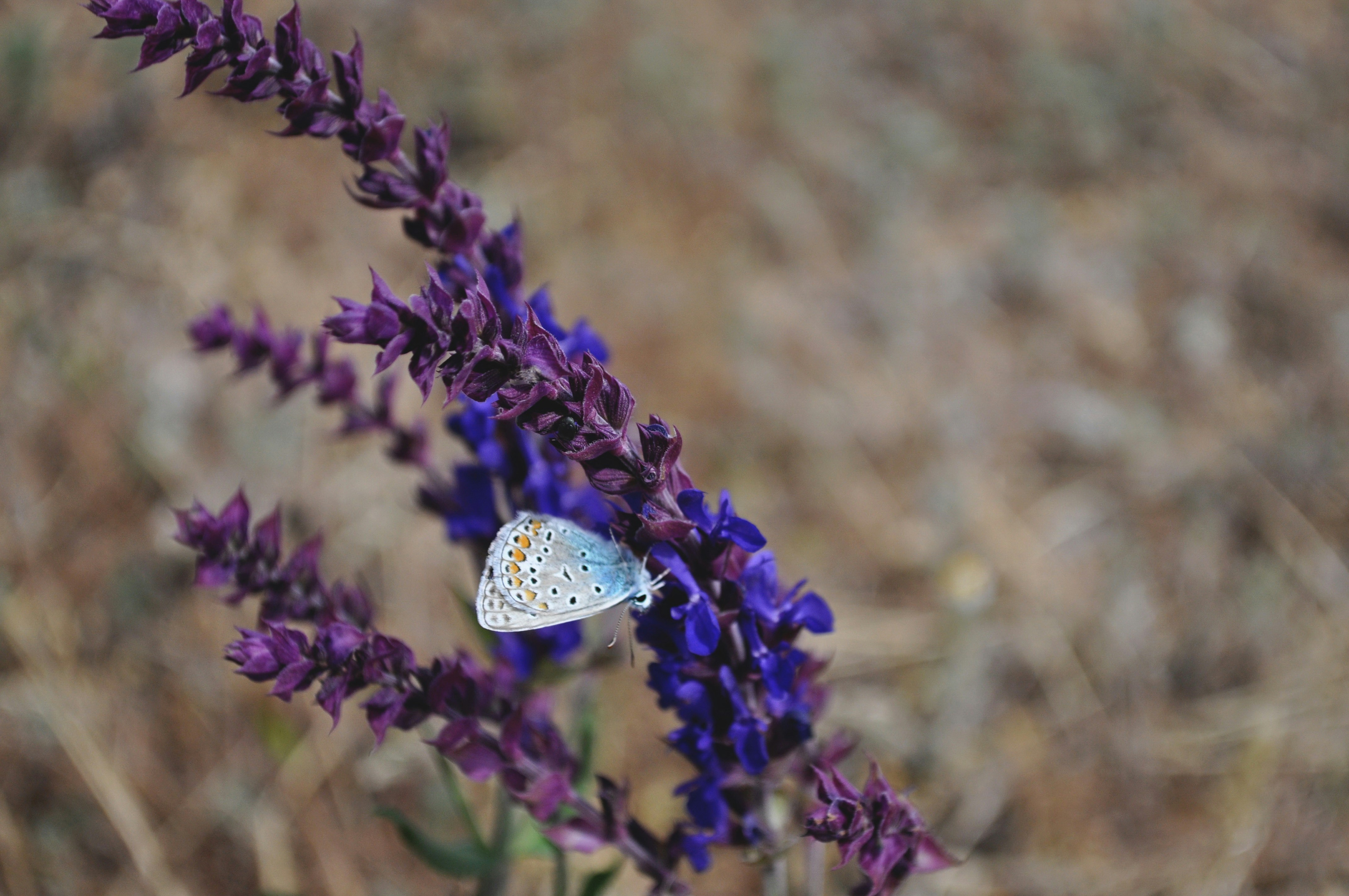 Photo by nika_valerievna