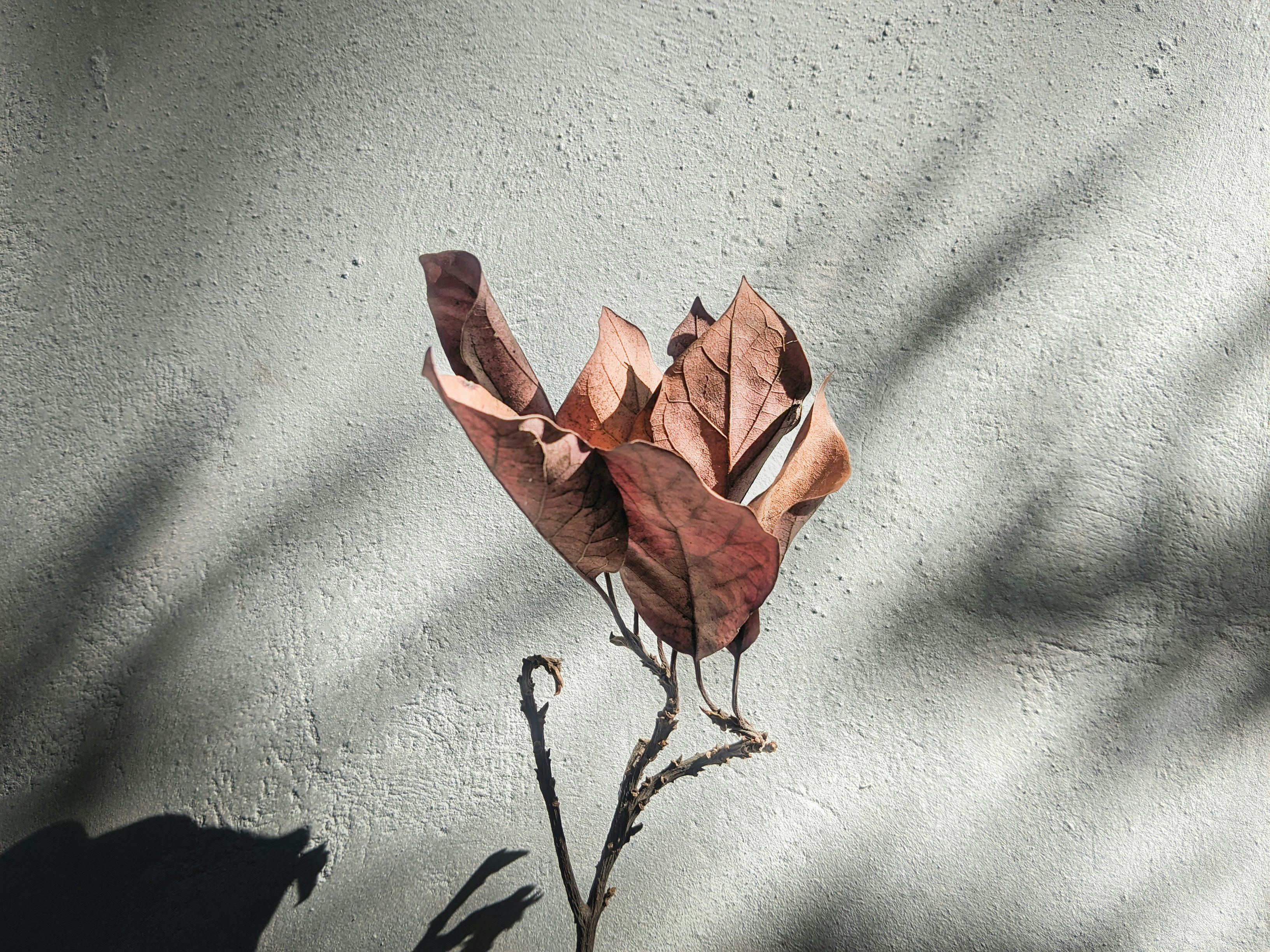 A single flower is casting a shadow on a wall