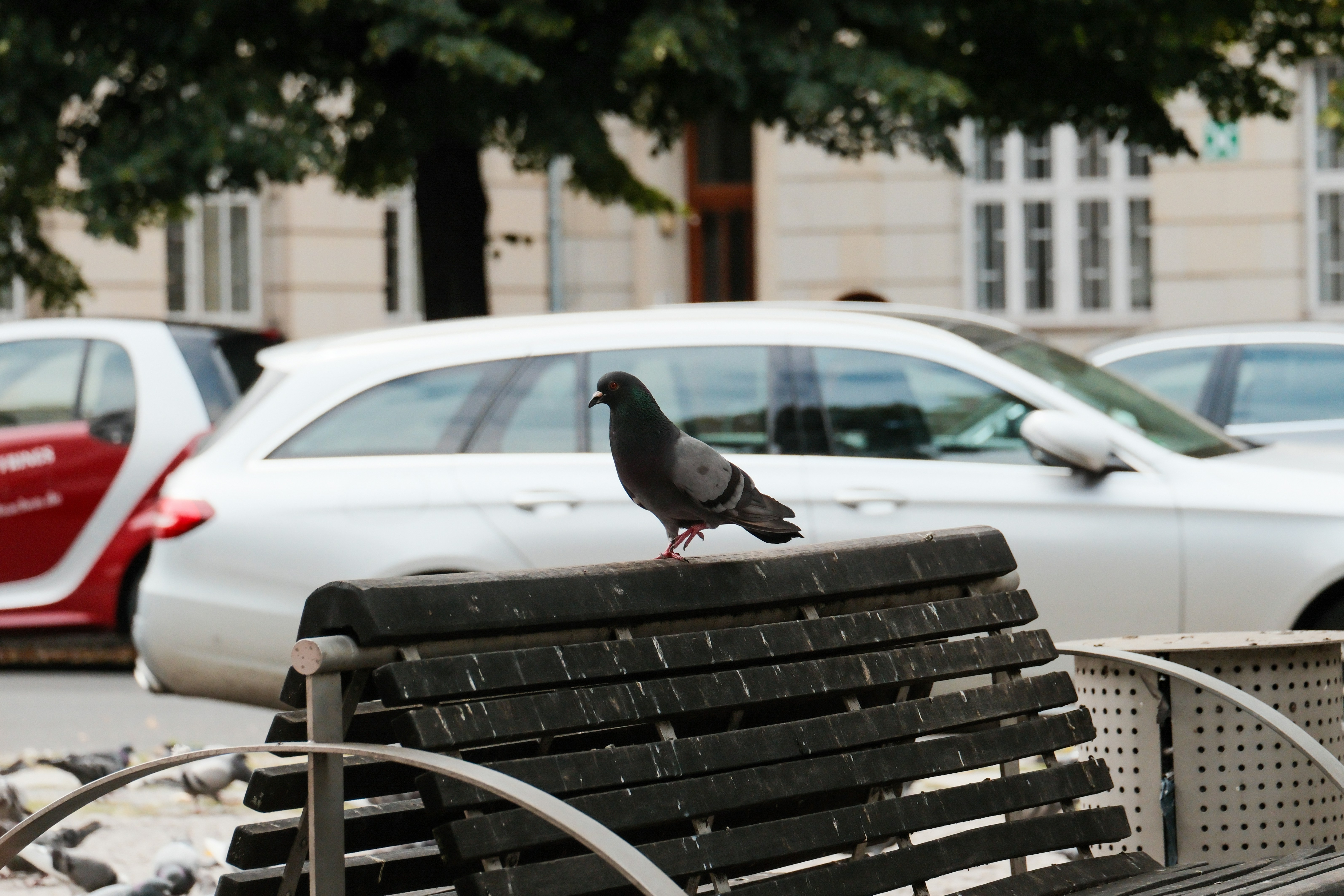 A bird is sitting on a park bench - a-bird-is-sitting-on-a-park-bench-_9Tc_YB5Bsw