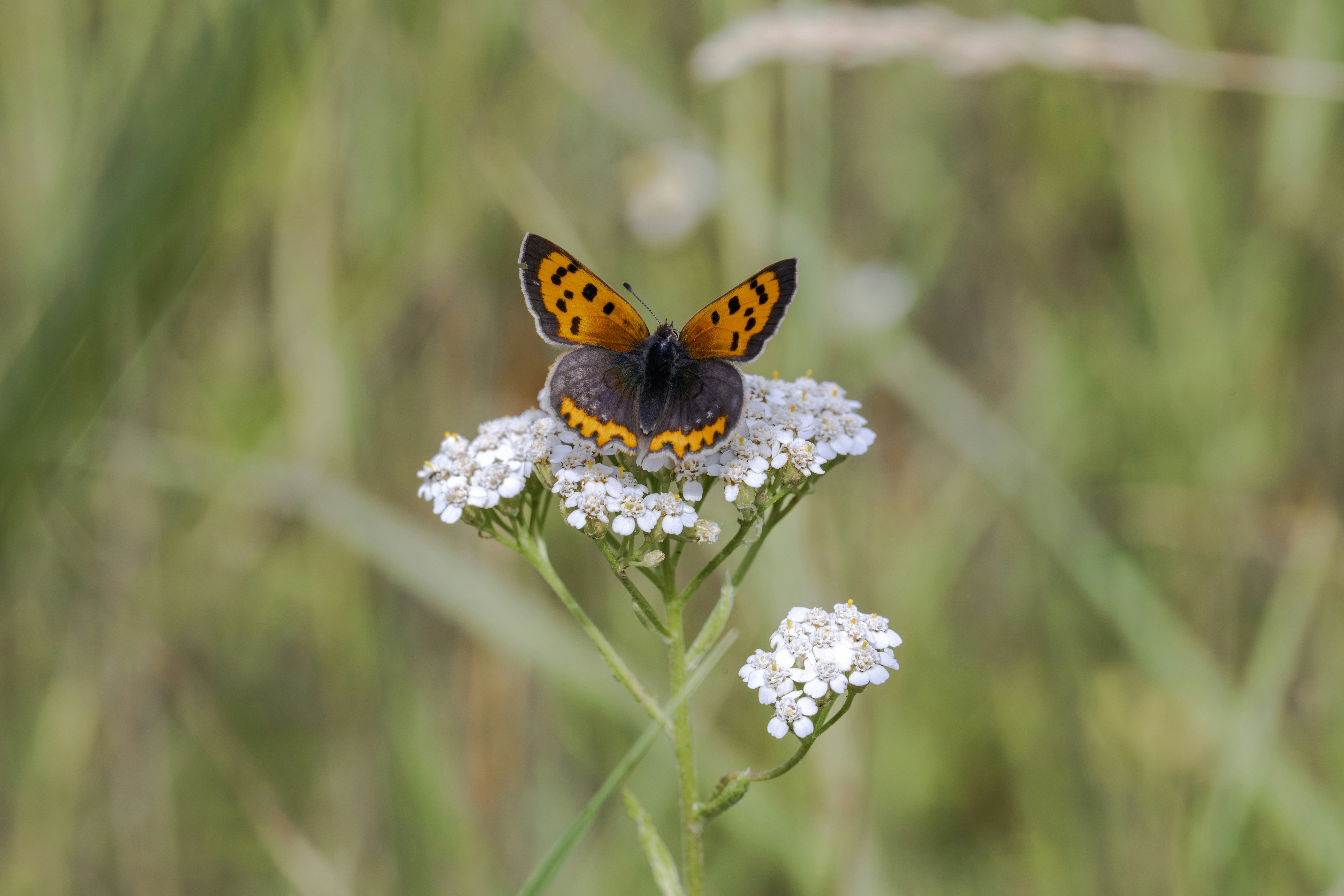 Photo by erik_karits