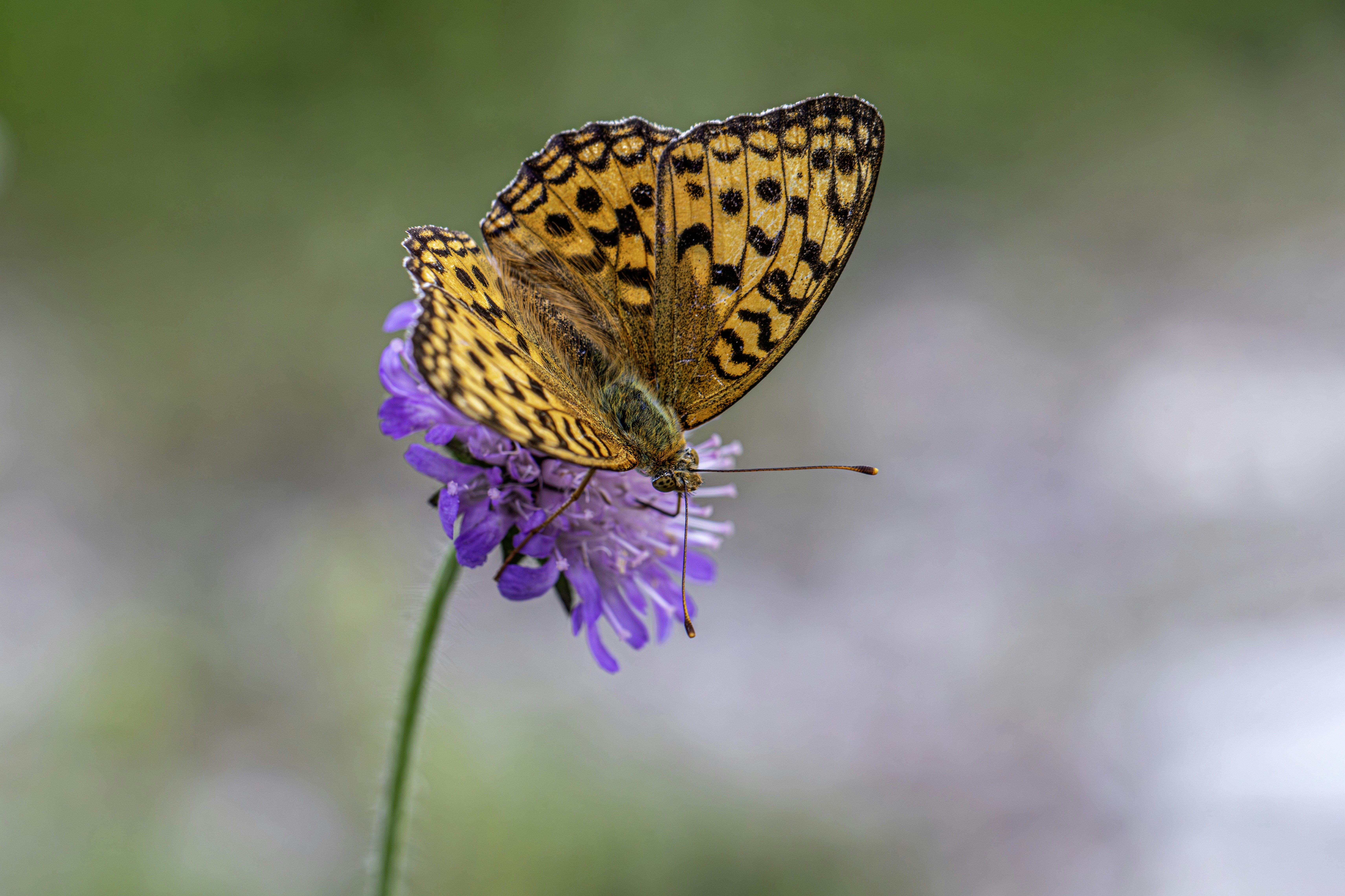 Photo by erik_karits