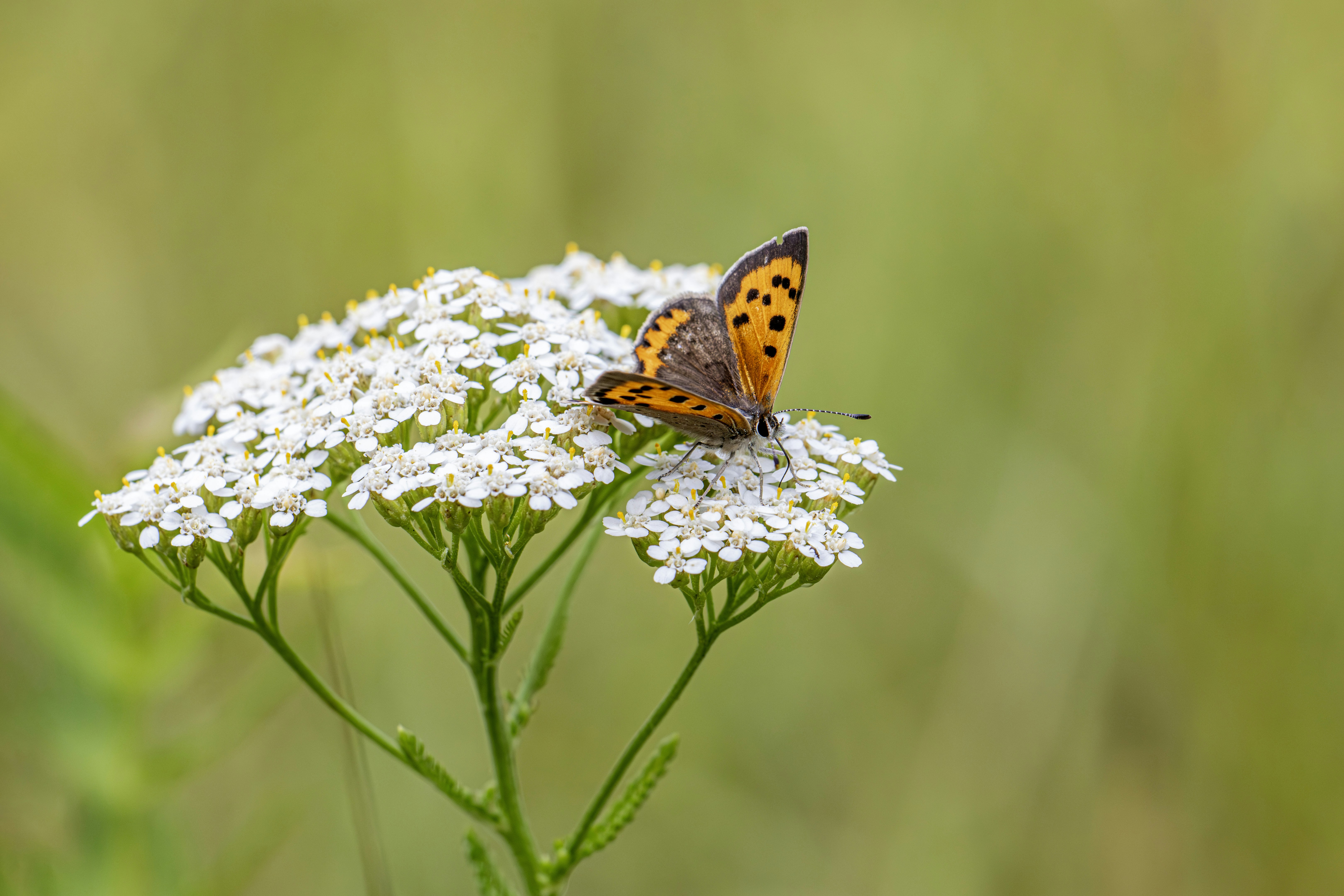 Photo by erik_karits