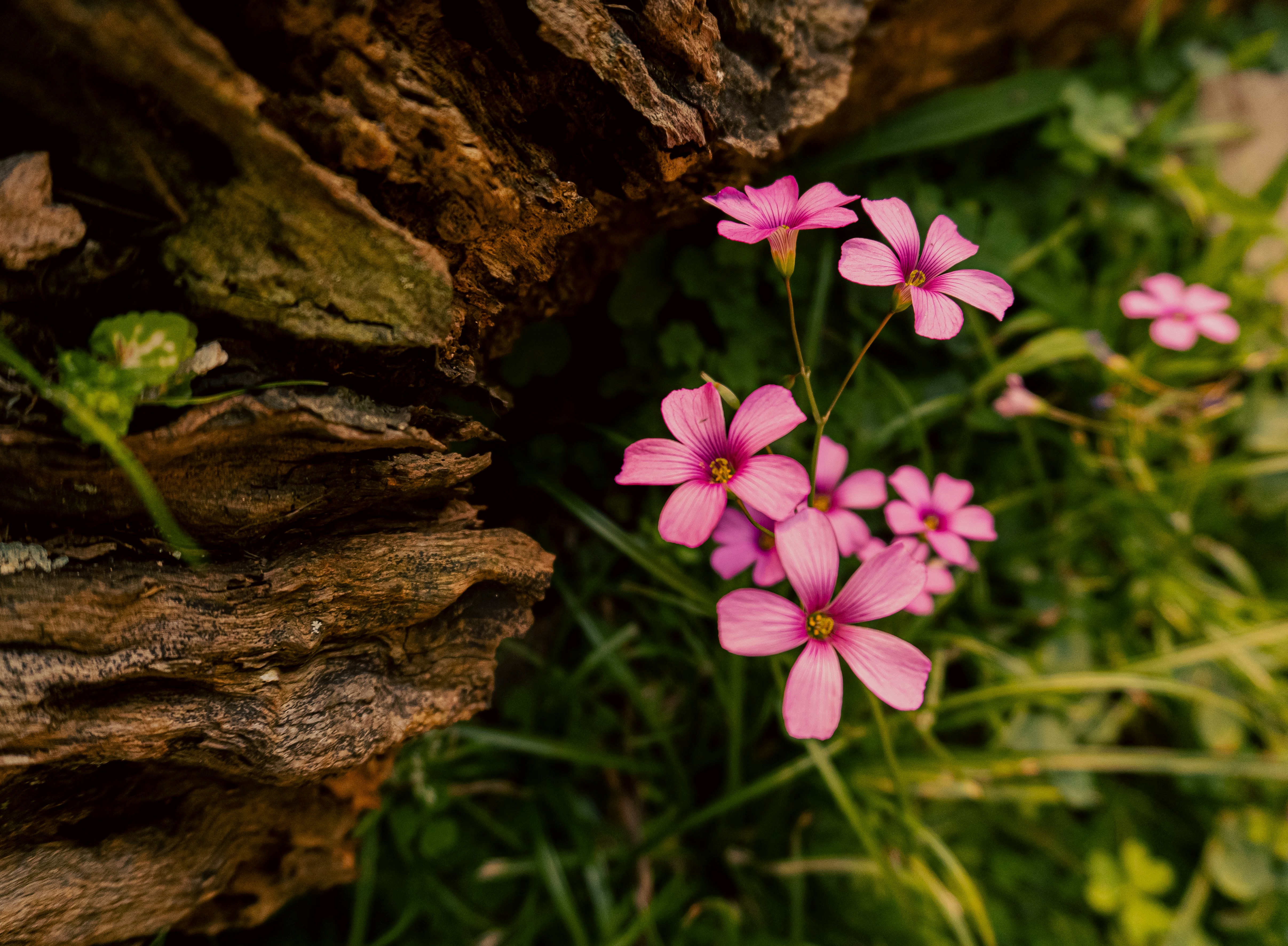 A bunch of pink flowers sitting on top of a lush green field photo ...