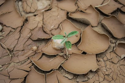 A plant sprouting from a crack in the ground