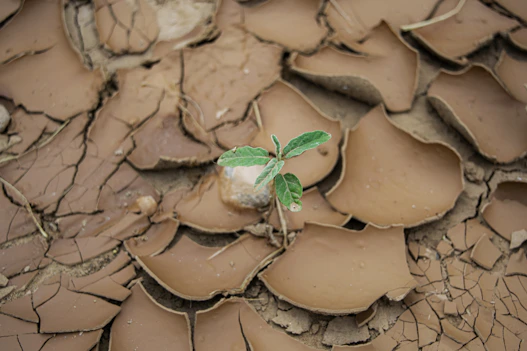 A plant sprouting from a crack in the ground