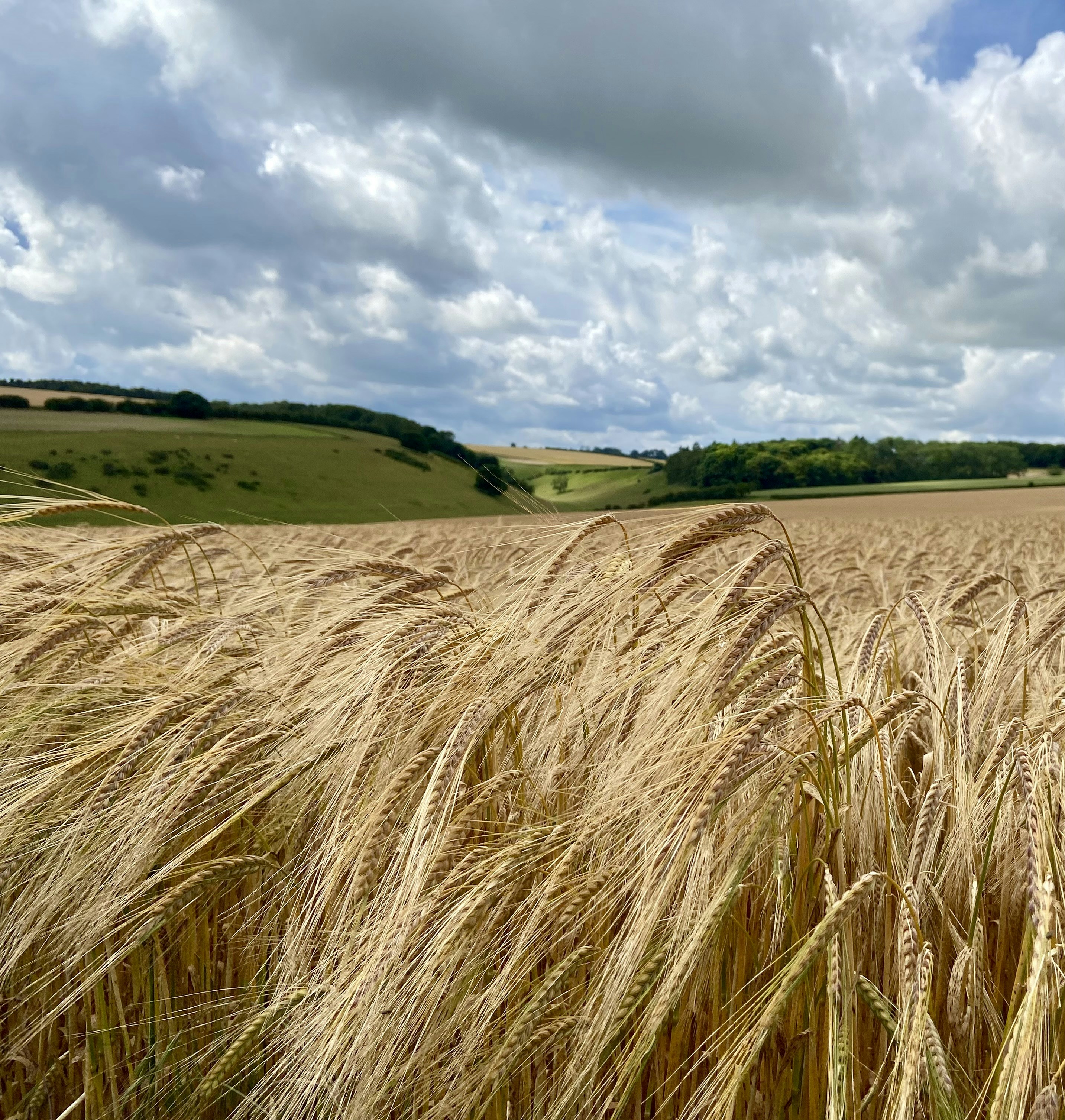 Fungicide application on wheat crop, protective spray, golden wheat field background