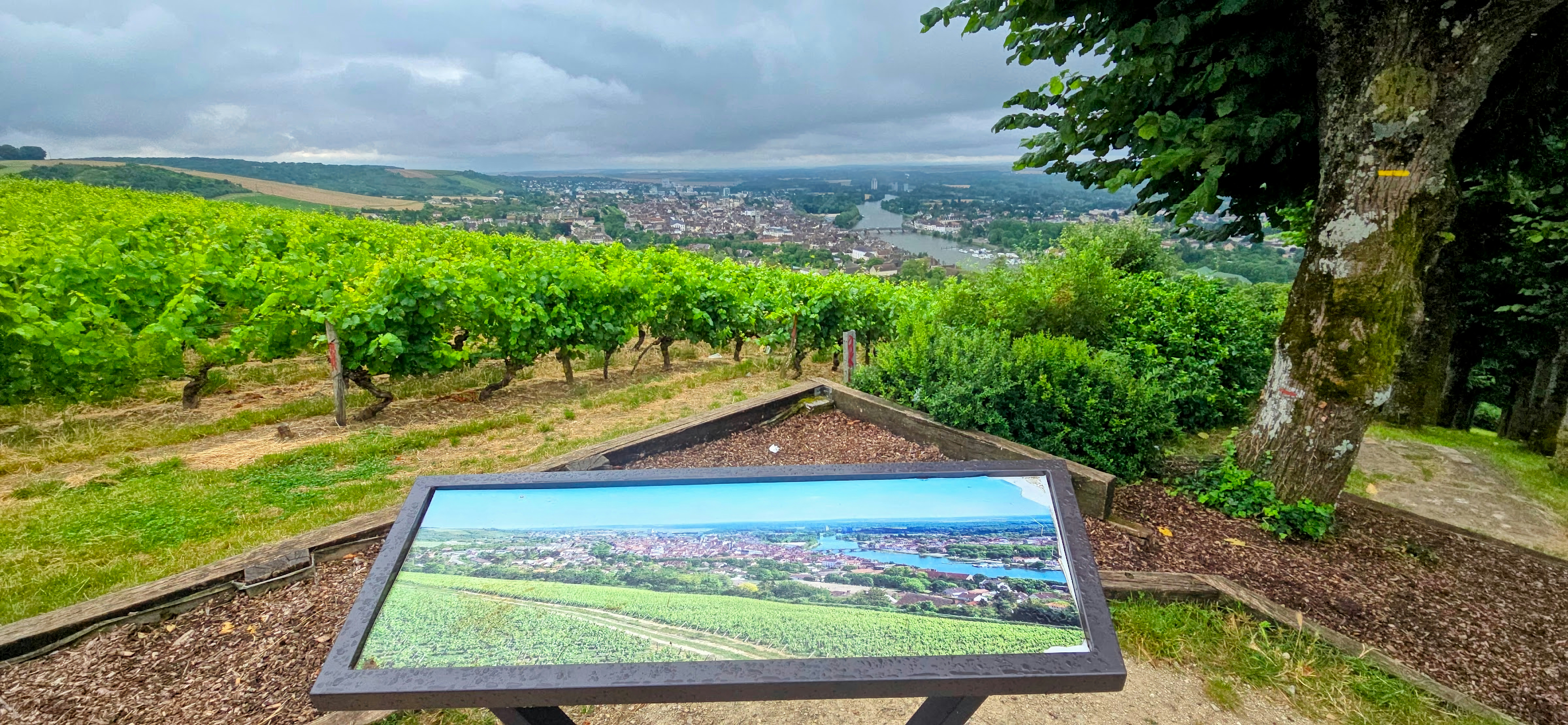 Scenic overlook in Napa Valley wine country.