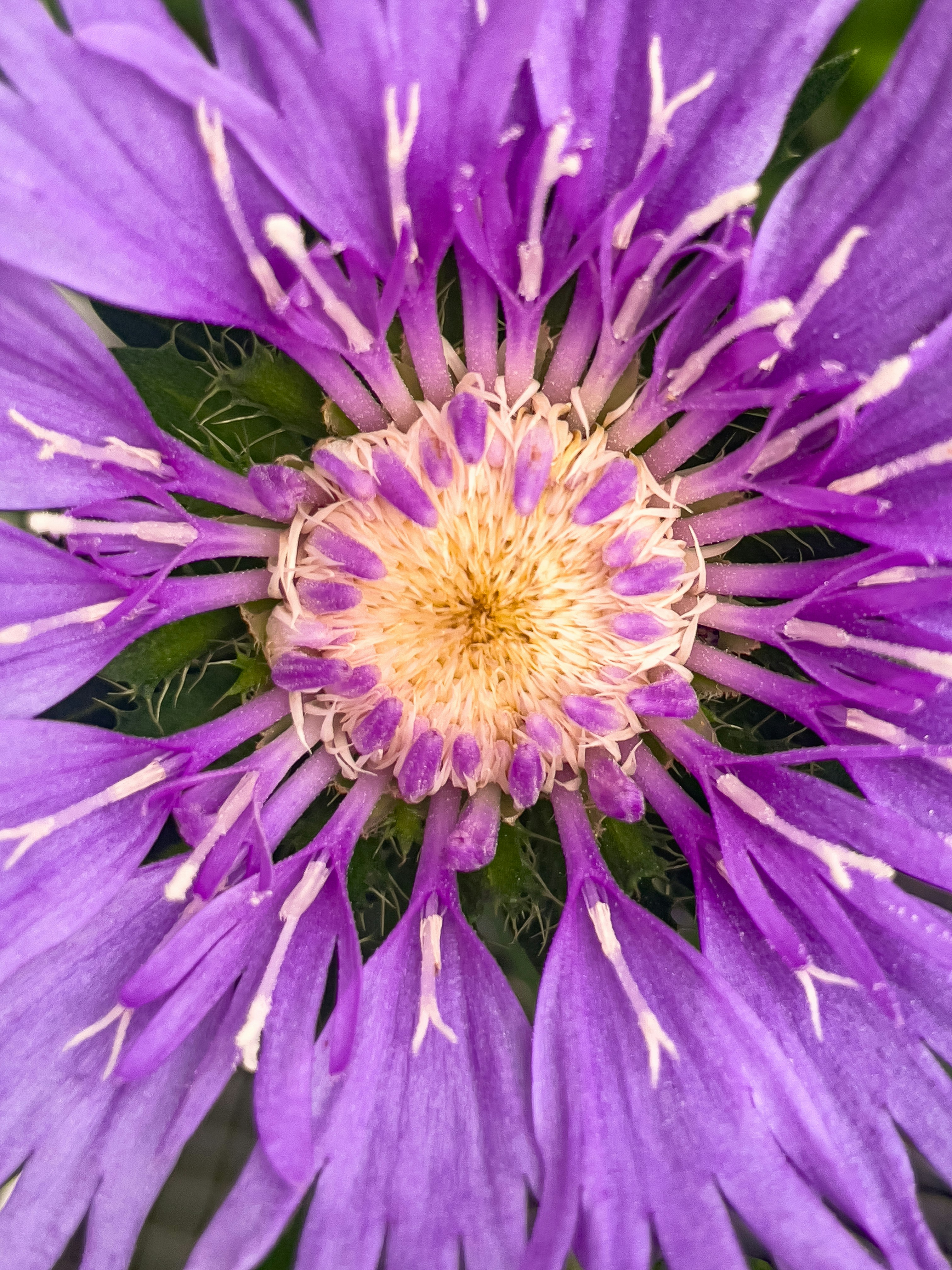 A close up of a purple flower with a yellow center photo – Free Blossom ...