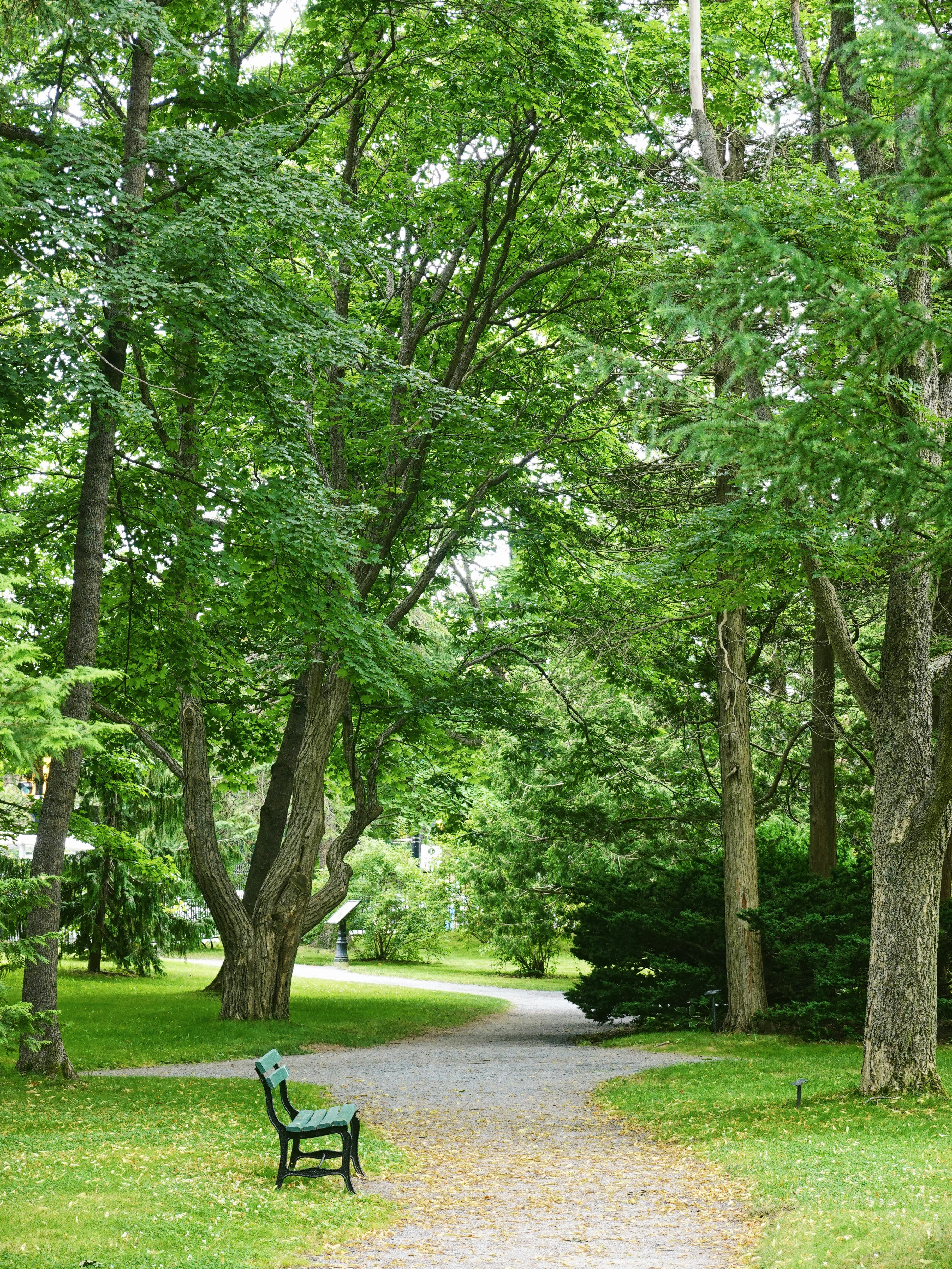 A park bench sitting on a path in the middle of a forest