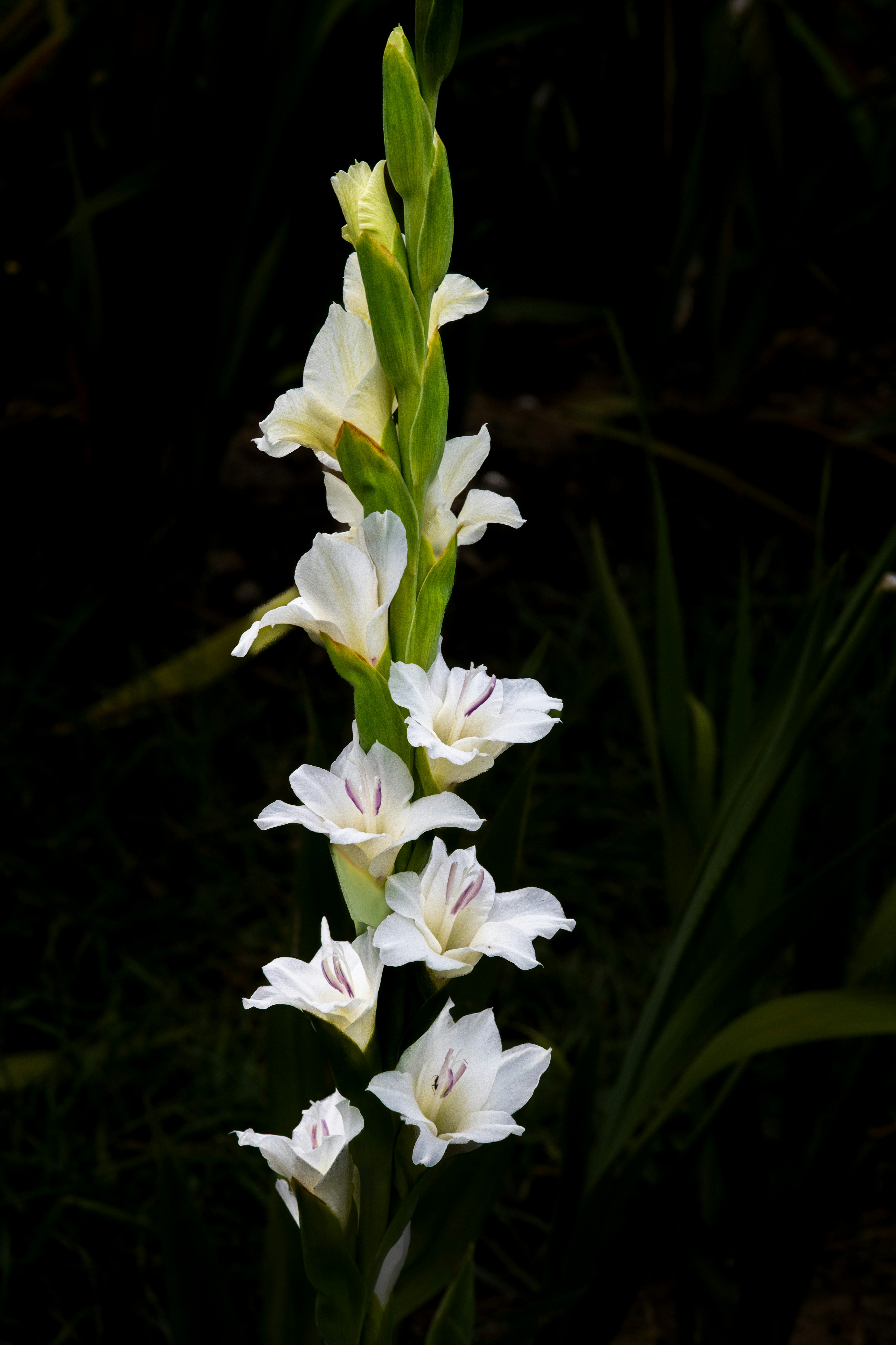 Photo by siegfriedpoepperl