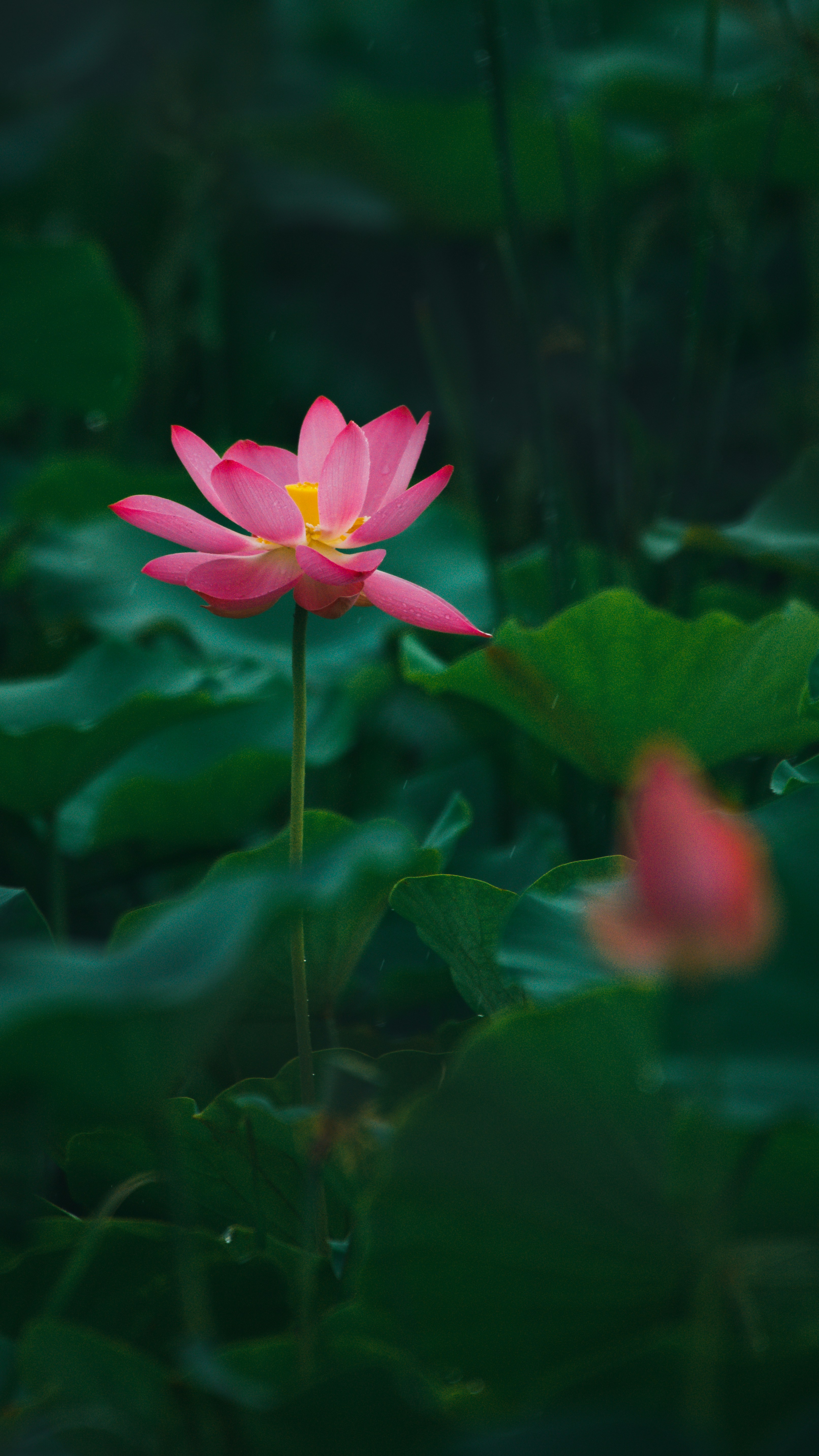 Photo by cajeo