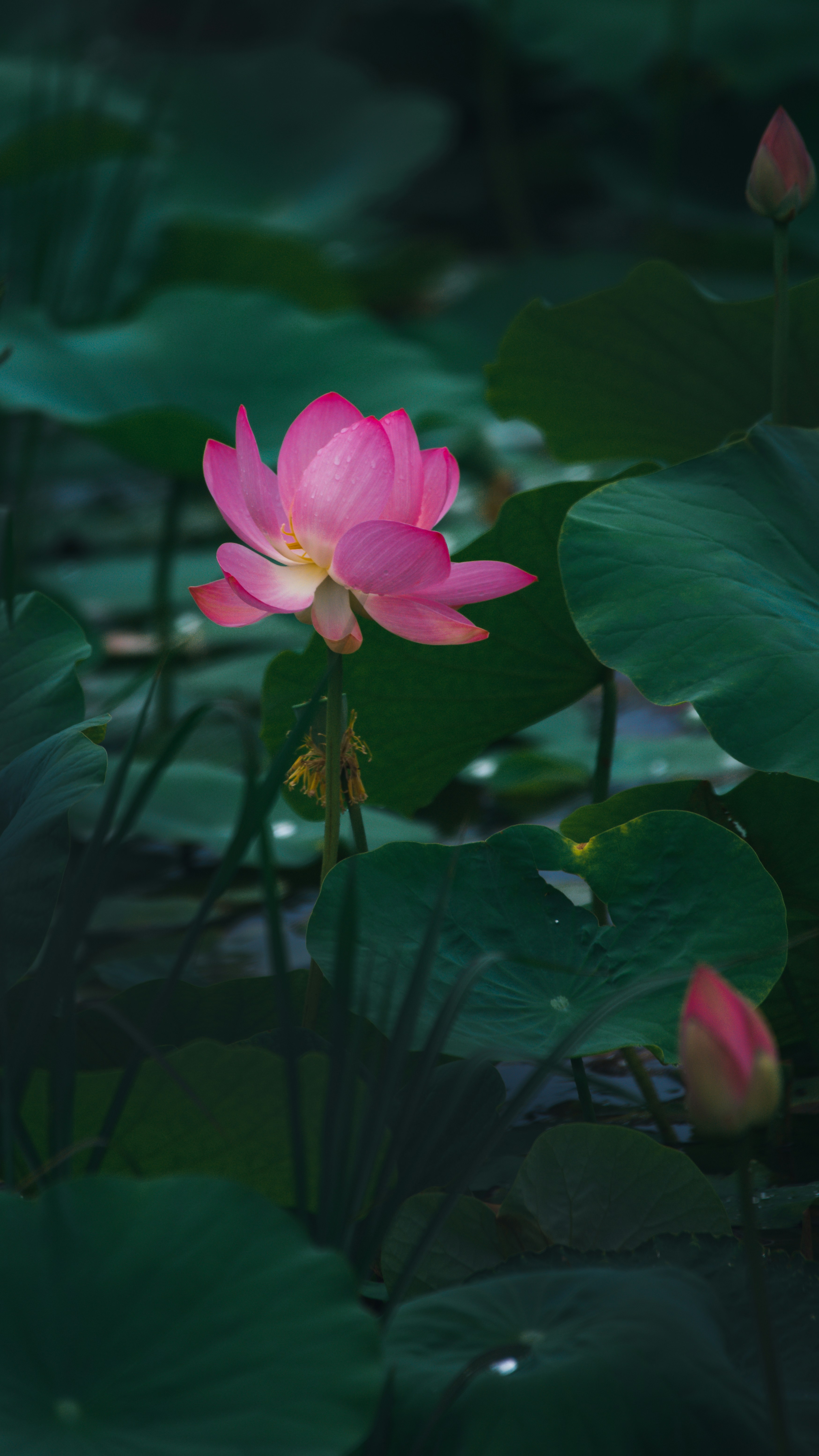 Photo by cajeo