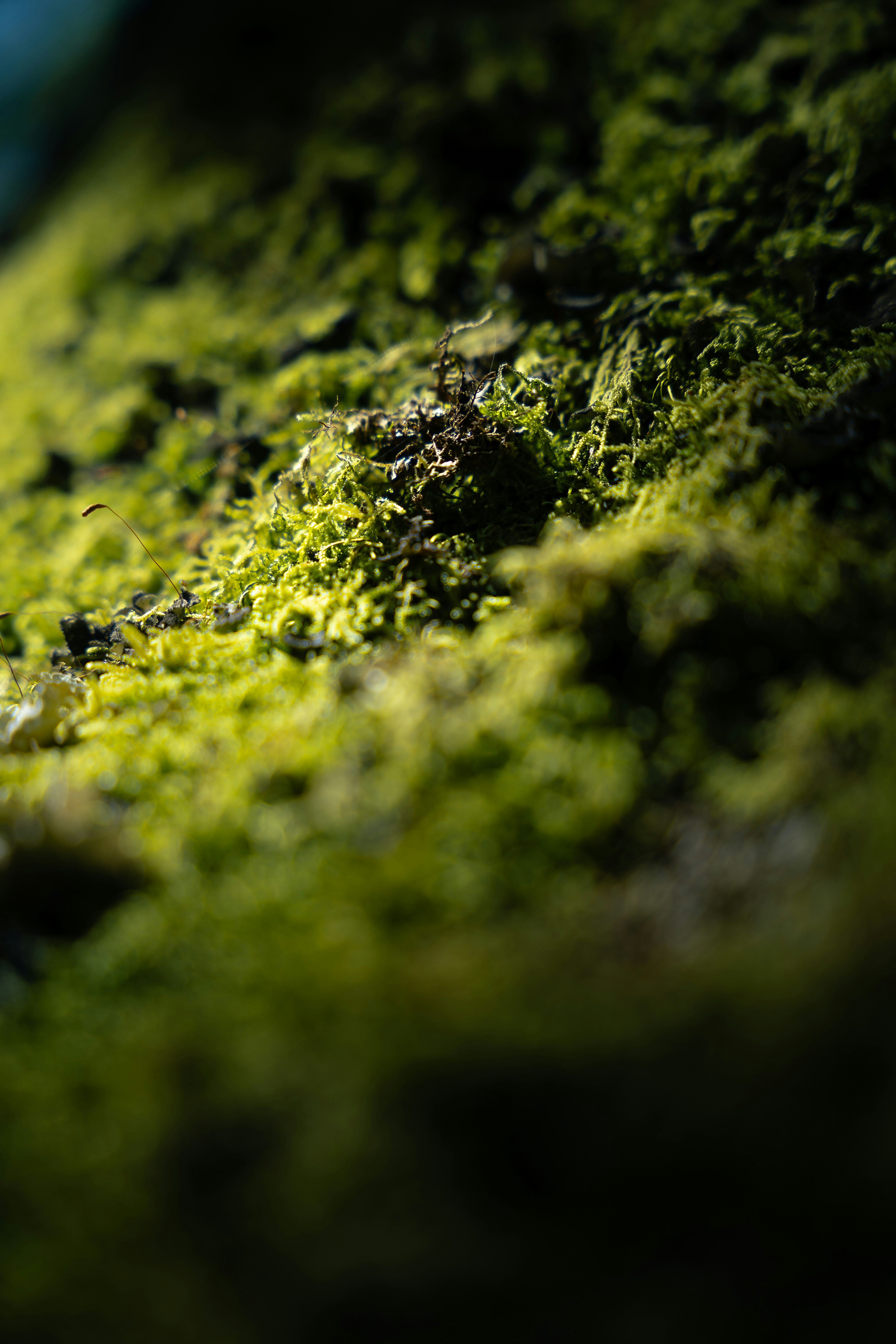 Photo by tiago_f_ferreira