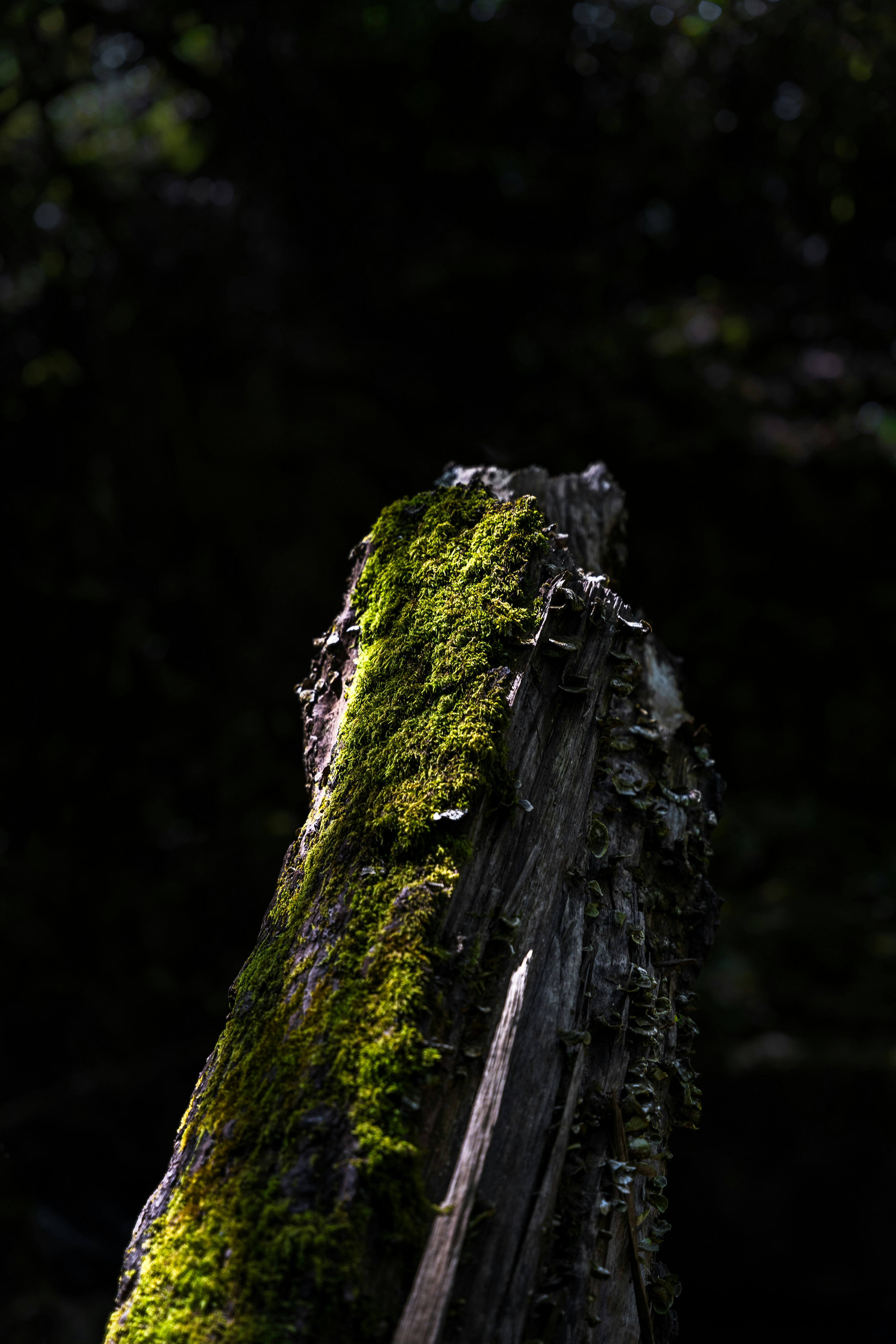 Photo by tiago_f_ferreira