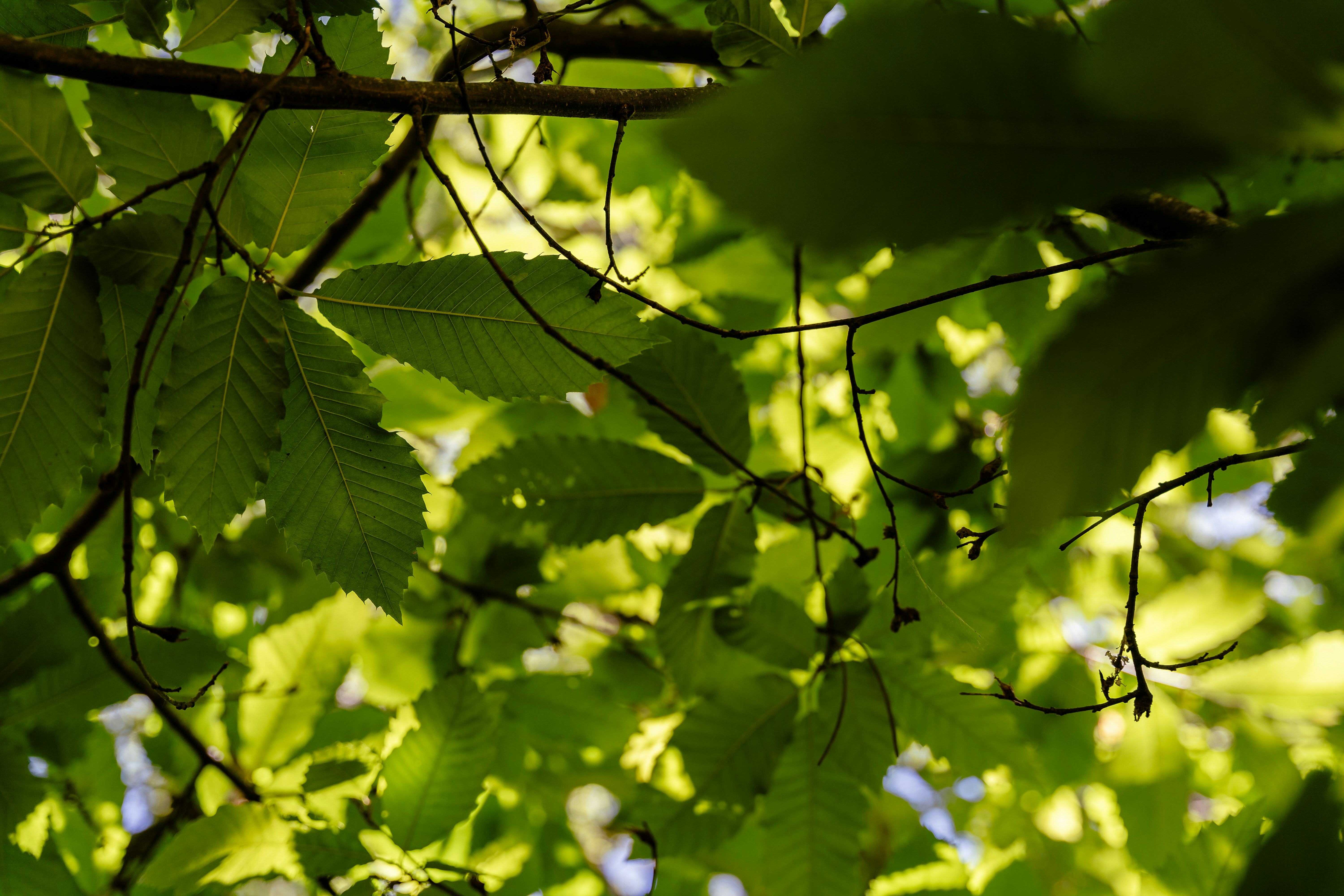 Photo by tiago_f_ferreira