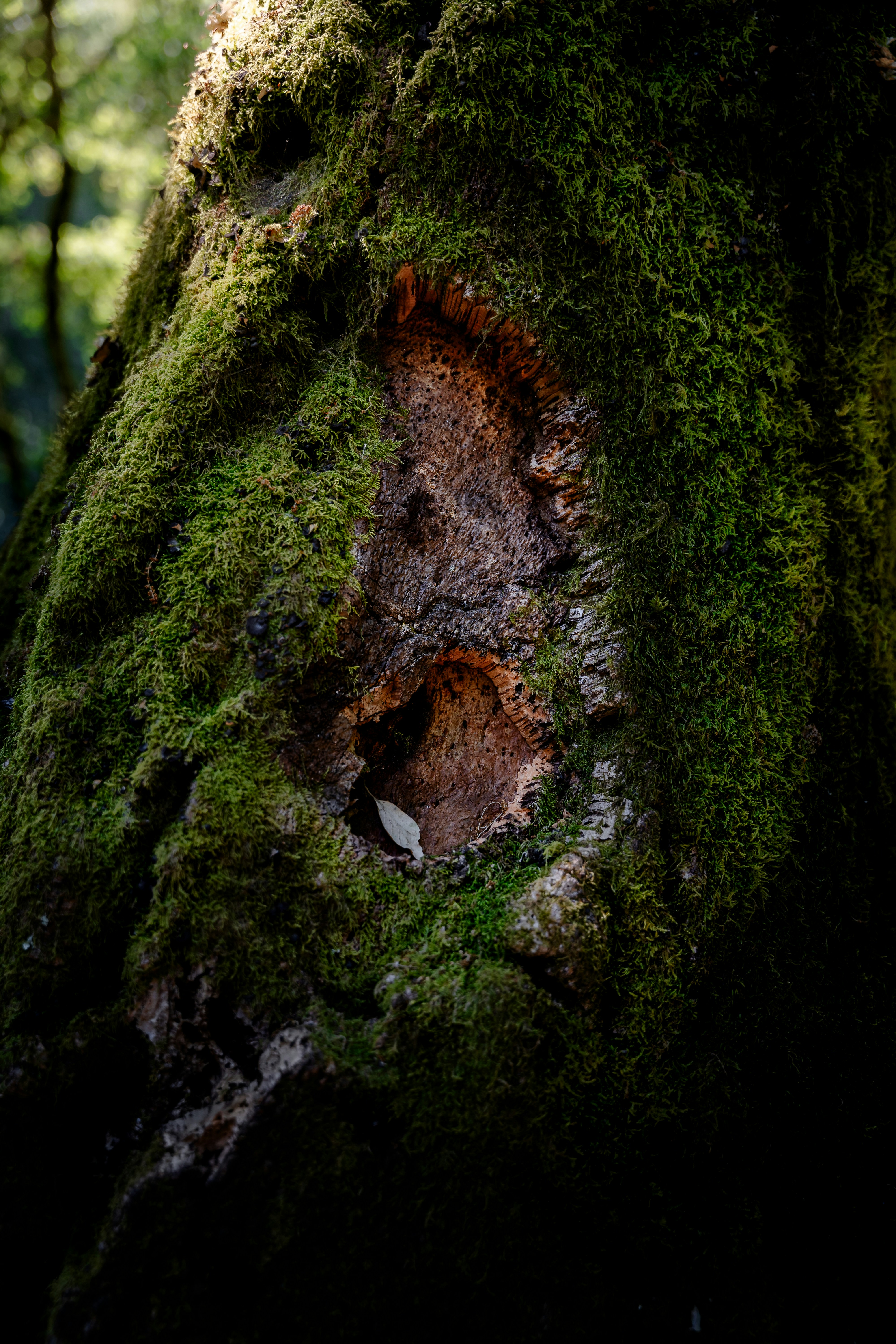 Photo by tiago_f_ferreira