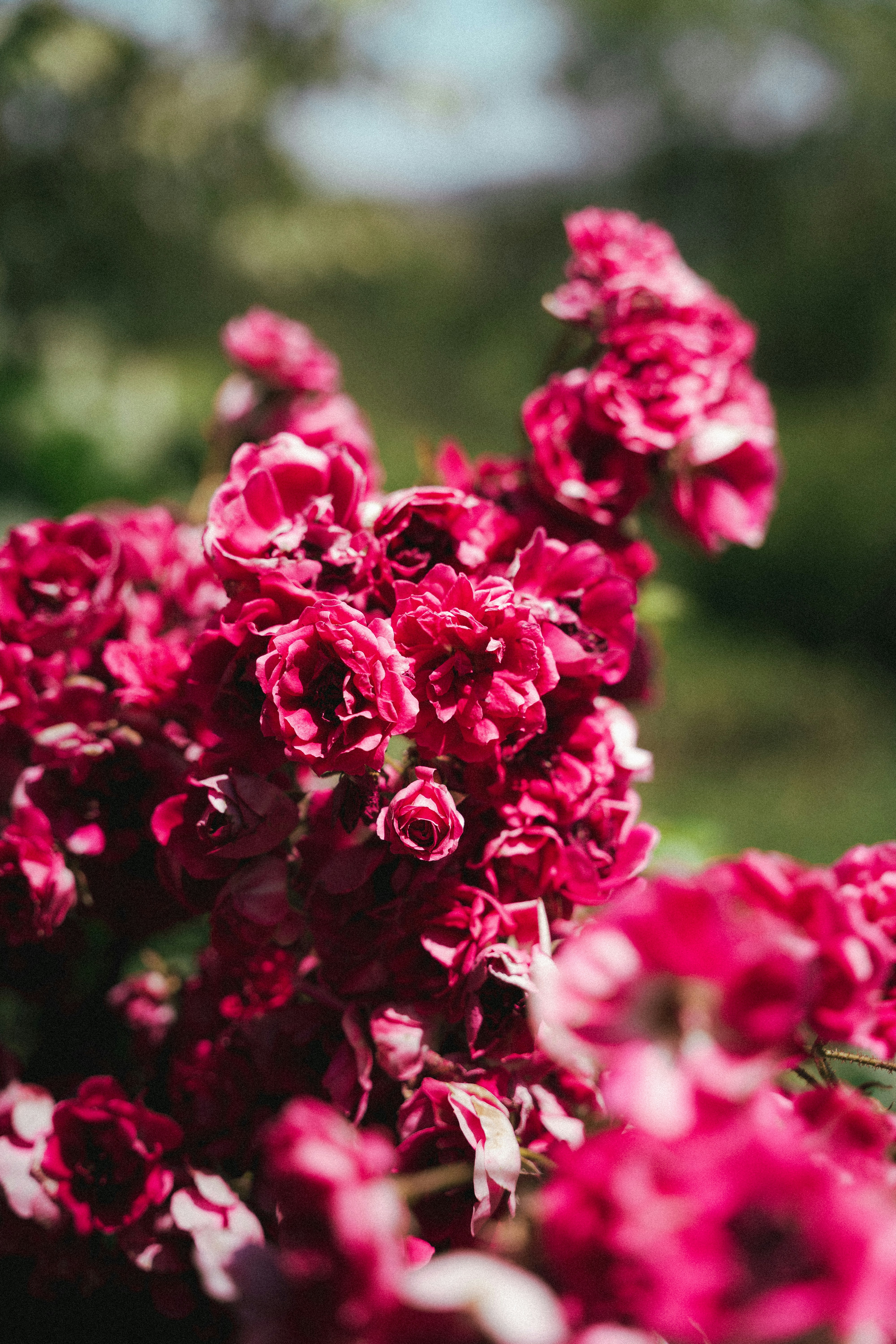 Photo by tiago_f_ferreira