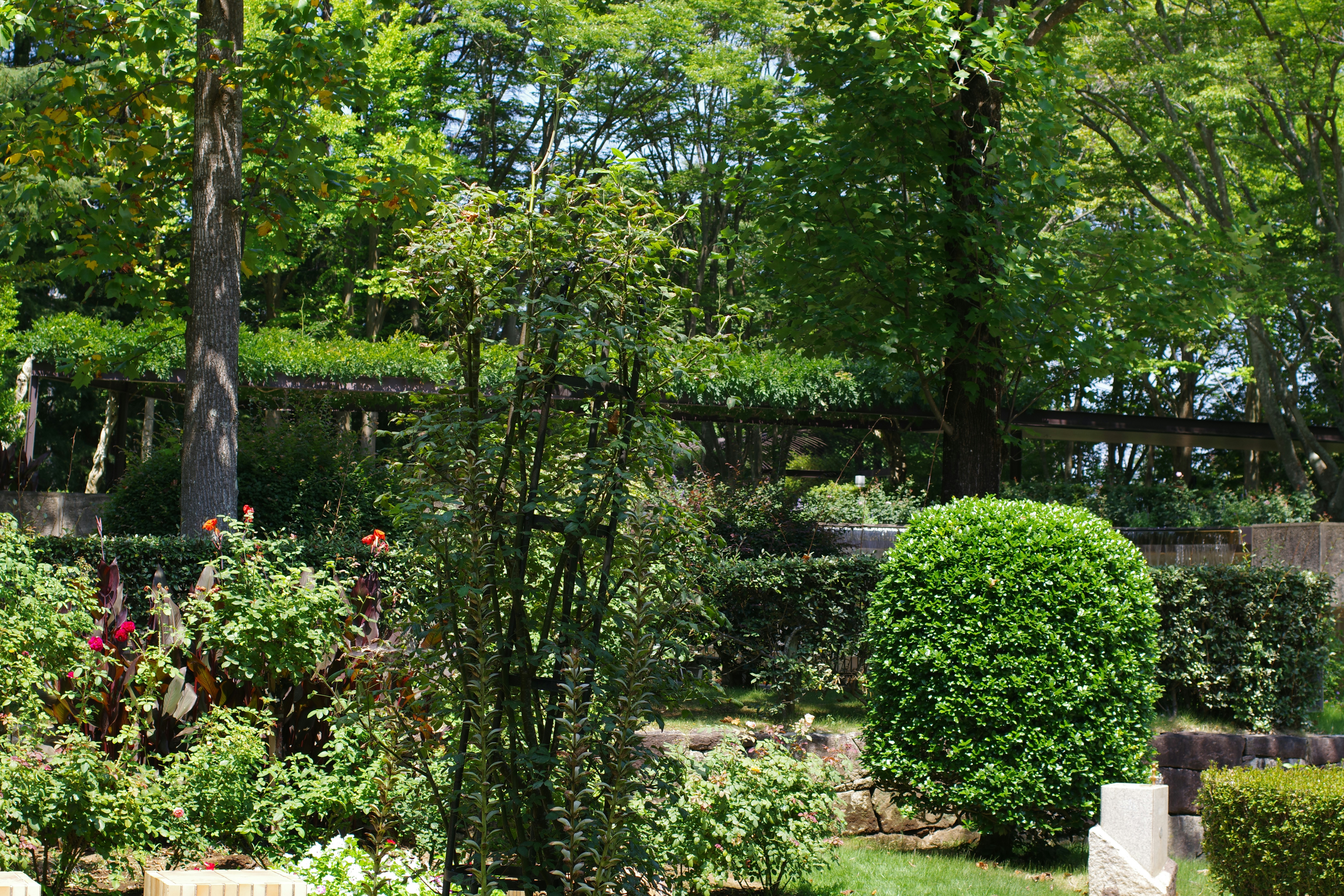 Stop image for Natchez to Nashville: Southern Heritage & Scenic Highways Weekend - A garden filled with lots of trees and bushes -  in Mississippi, Alabama, Tennessee - Photo by Naoki Suzuki on Unsplash