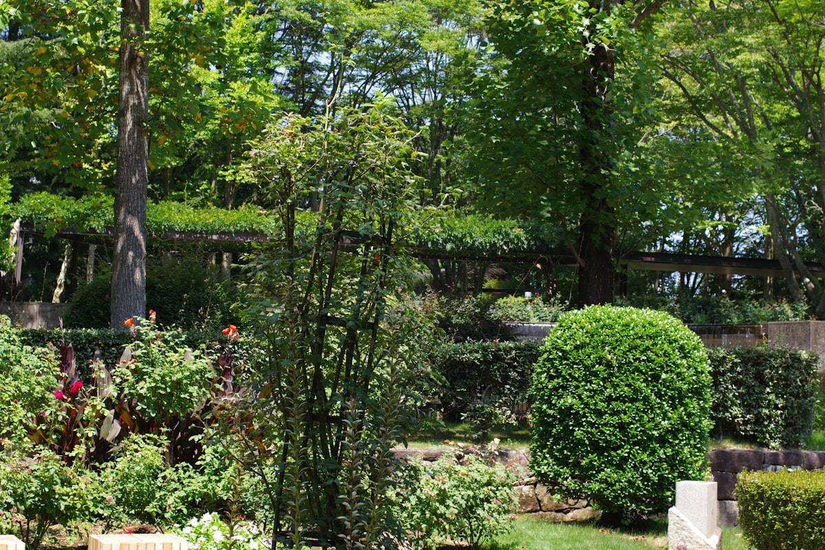 Lush garden filled with mature trees and bushes showcasing a yard transformation