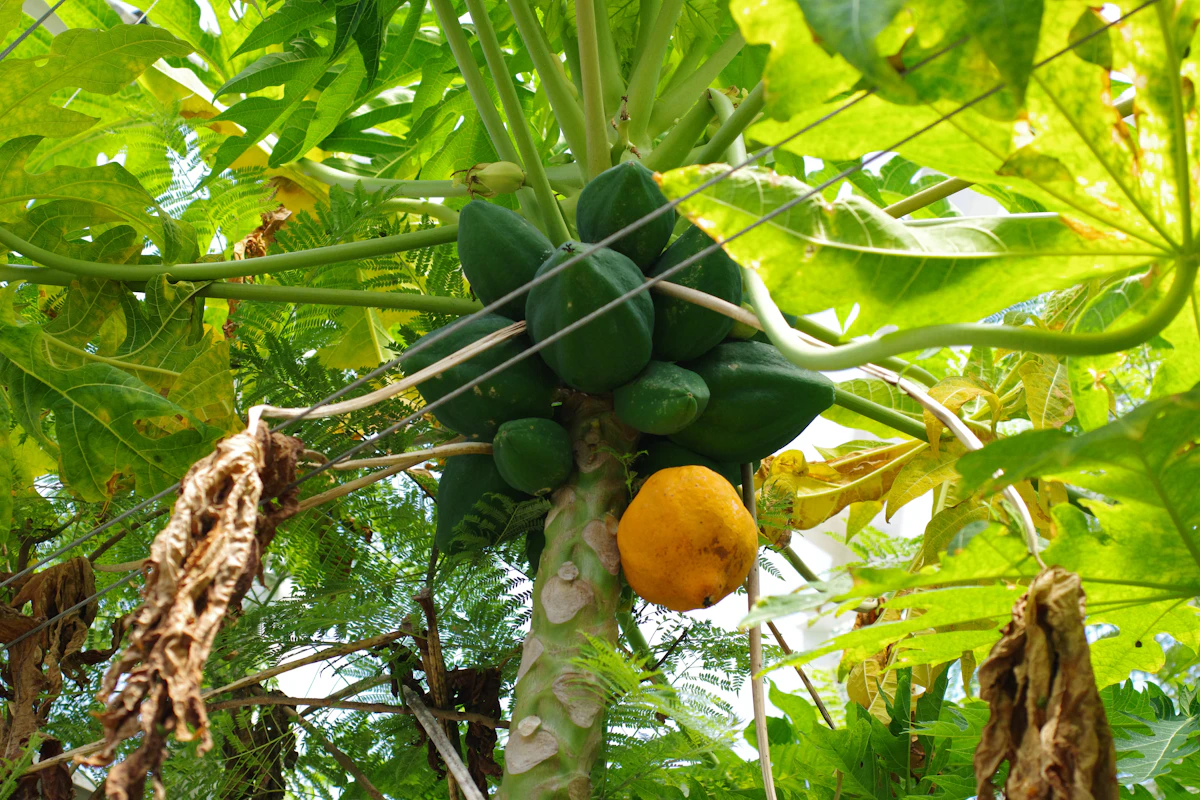 Papaya Farming India Fast Fruit Profit