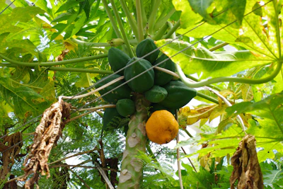Papaya Farming India Fast Fruit Profit