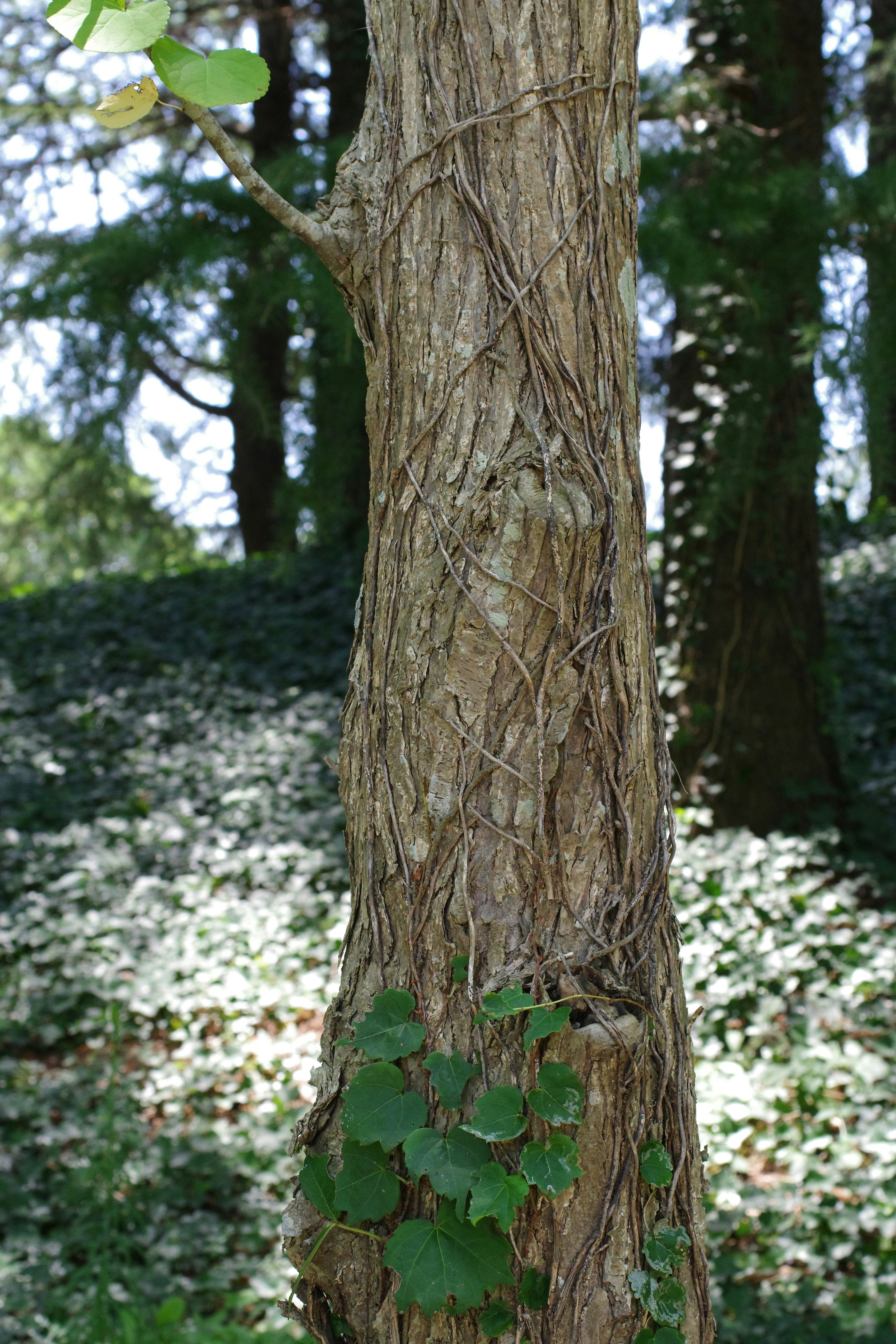 A tree with vines growing on it in the woods