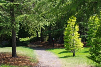 A dirt road surrounded by trees and grass