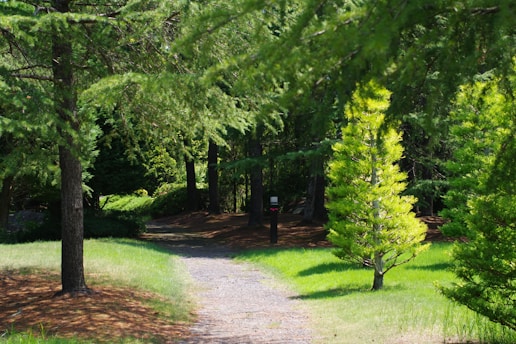 A dirt road surrounded by trees and grass