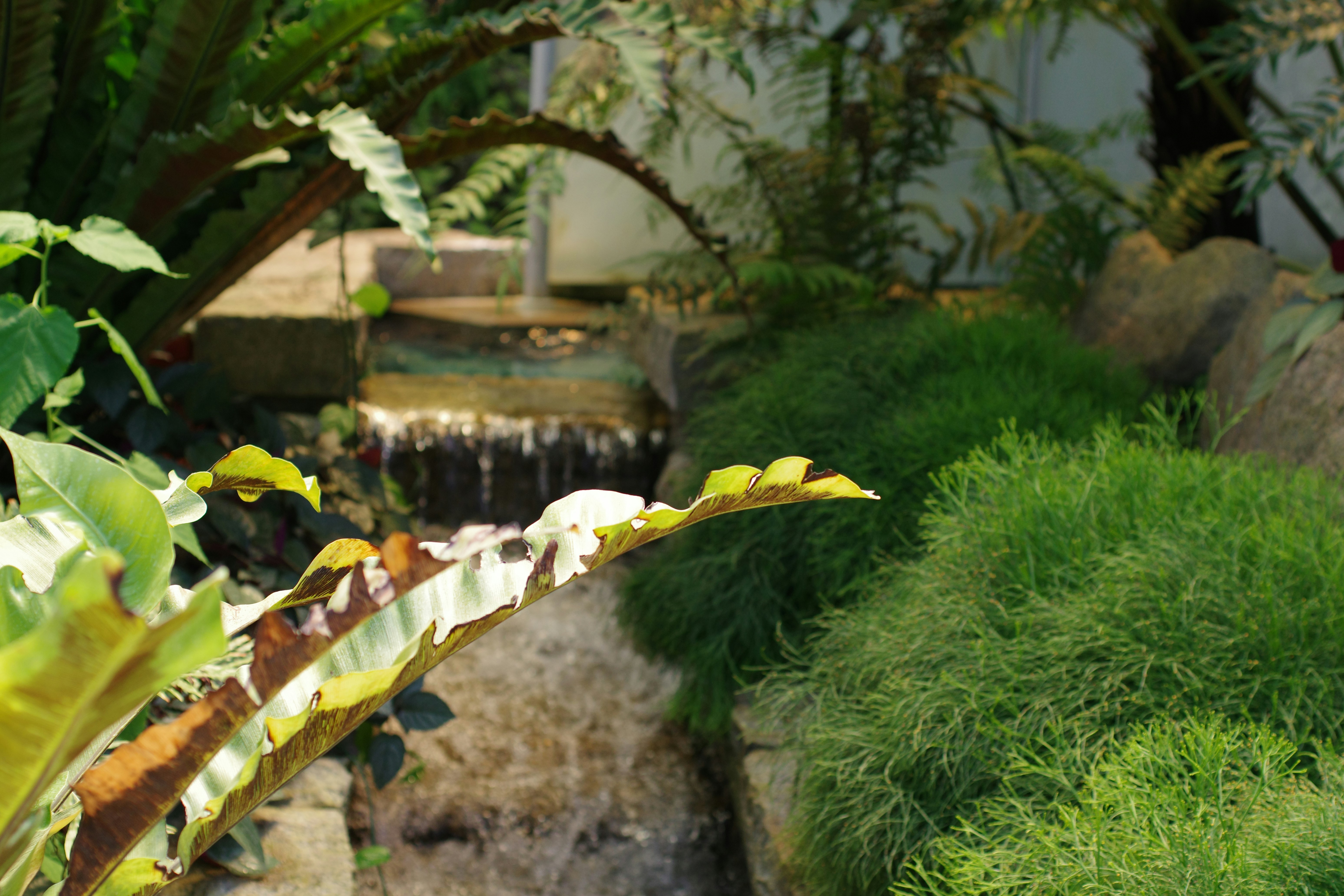 Bioactive reptile vivarium with live plants and layers