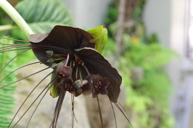 Black Bat Flower