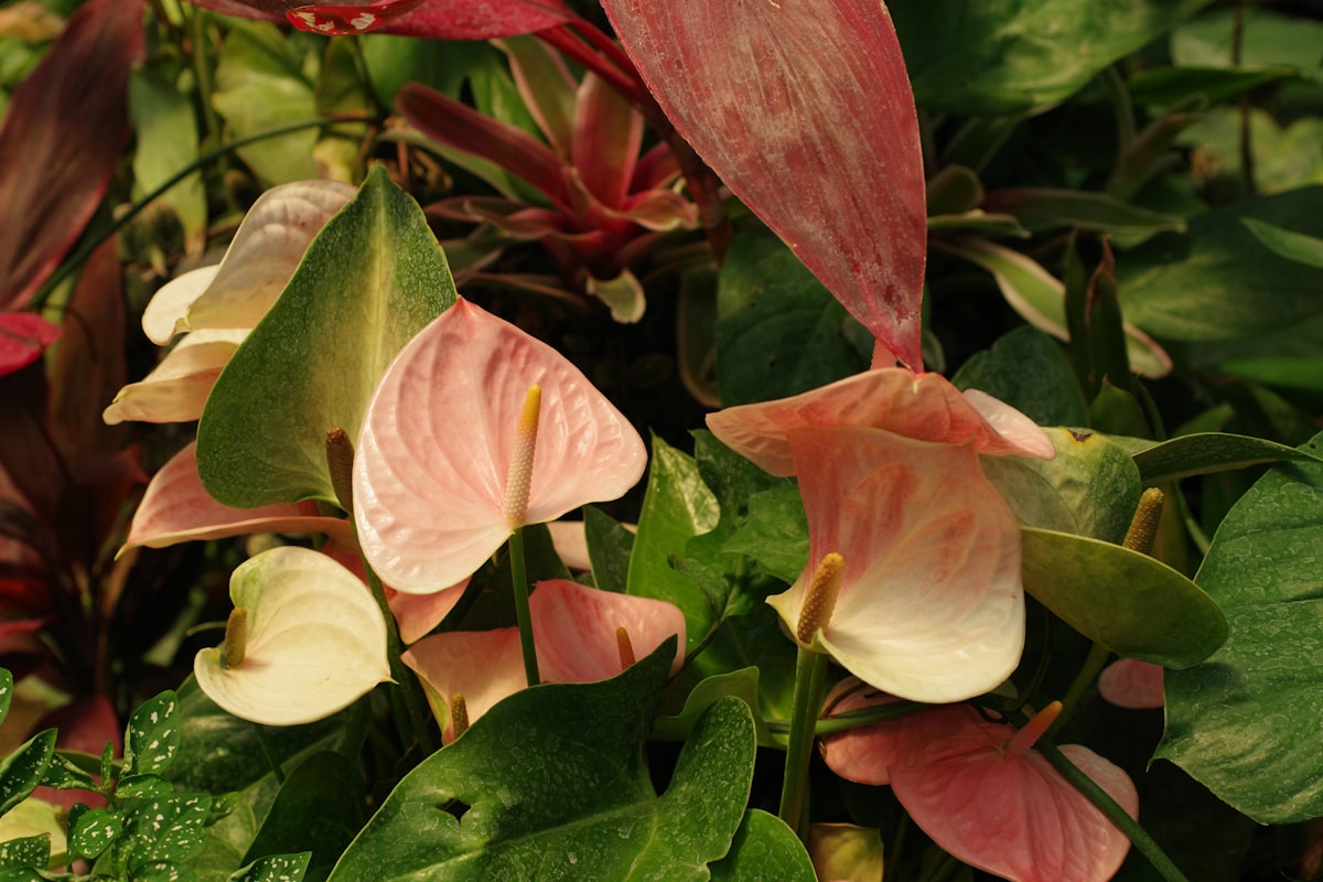 Piante Fiorite - Immagine 1