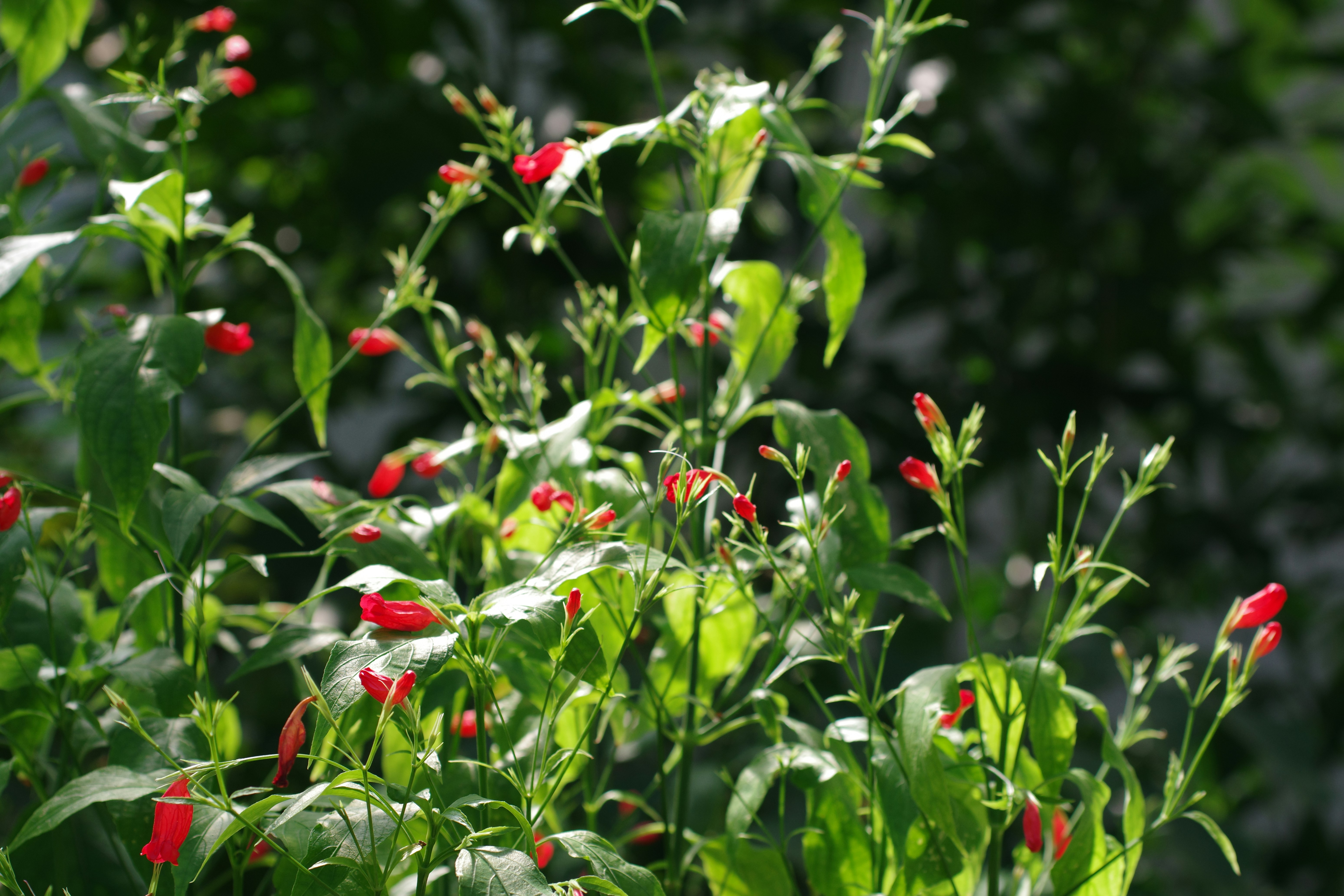 Featured project 2 - cozy garden with a fire pit.