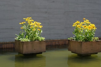 Three planters with yellow flowers are in the water