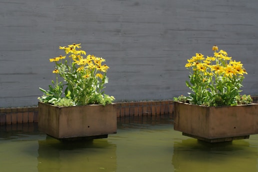 Three planters with yellow flowers are in the water